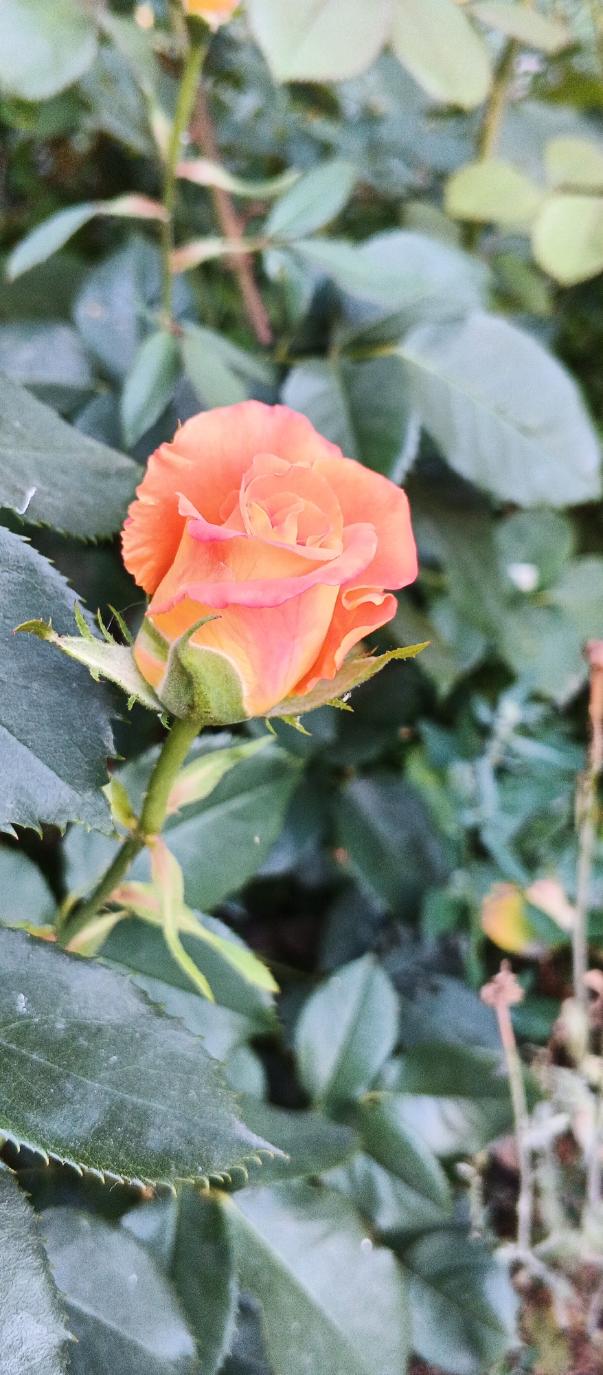 A close-up, vertical shot focuses on a partially opened orange rosebud surrounded by lush green foliage. The rosebud is positioned slightly to the left of the frame's center, showcasing its delicate petals with subtle pinkish-orange hues. A single green stem supports the bud, with a few small, spiky leaves visible at its base. The background is a soft blur of various green leaves, some appearing darker and more mature, while others are lighter and more vibrant. The overall impression is one of natural beauty and tranquility, suggesting a garden setting. The image does not contain any people or indicate a specific location within the city of Smila, Ukraine, but it evokes a sense of peaceful nature that could be found in any well-maintained garden or park.