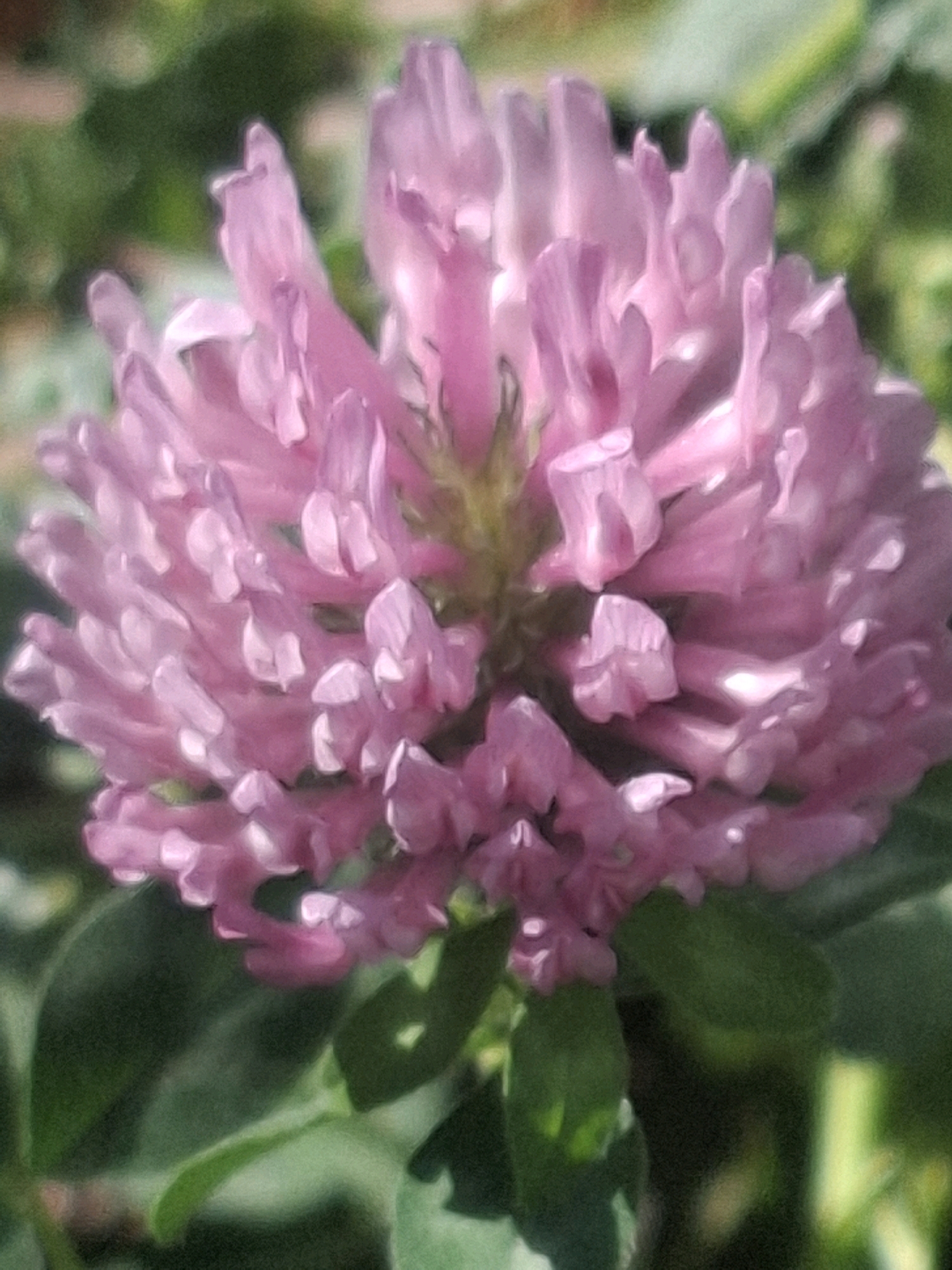 The image is a close-up, slightly blurred, and pixelated photograph of a pink clover flower. The flower's petals are densely packed and form a rounded head. The background consists of out-of-focus green foliage. The photograph does not provide any information about the city of Almaty, Kazakhstan, or any people, actions, or interactions.