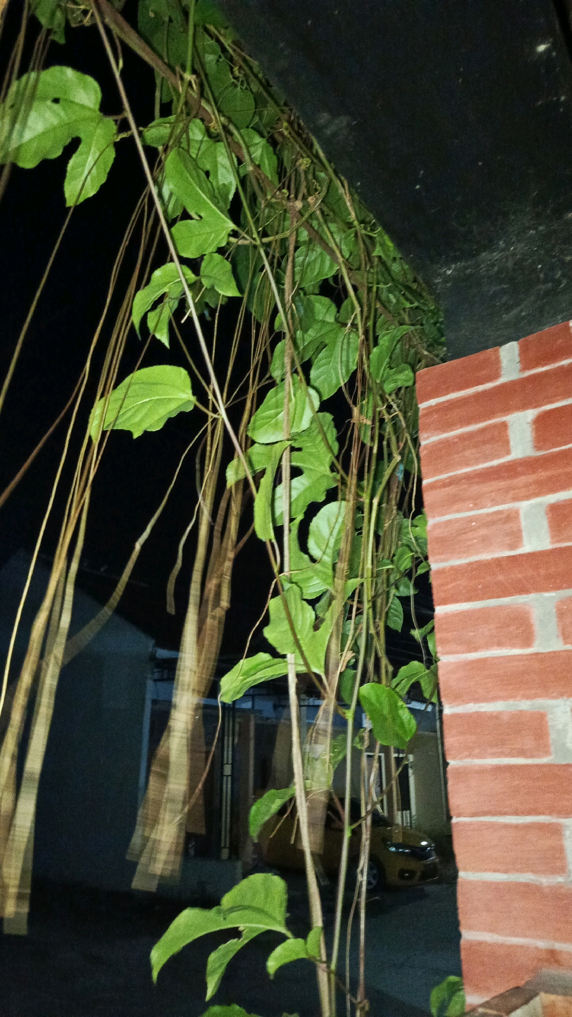 The image shows a close-up view of green vines with long, thin tendrils hanging down in front of a brick wall. The background is dark, suggesting it is nighttime, with faint outlines of buildings and a yellow car visible. The scene appears to be outdoors, possibly in a residential area in Babadan, Indonesia, given the presence of a brick wall and what looks like a house in the background. There are no people or overt actions depicted in the image. The lighting is dim, with the vines and brick wall being the most prominent and well-lit elements.