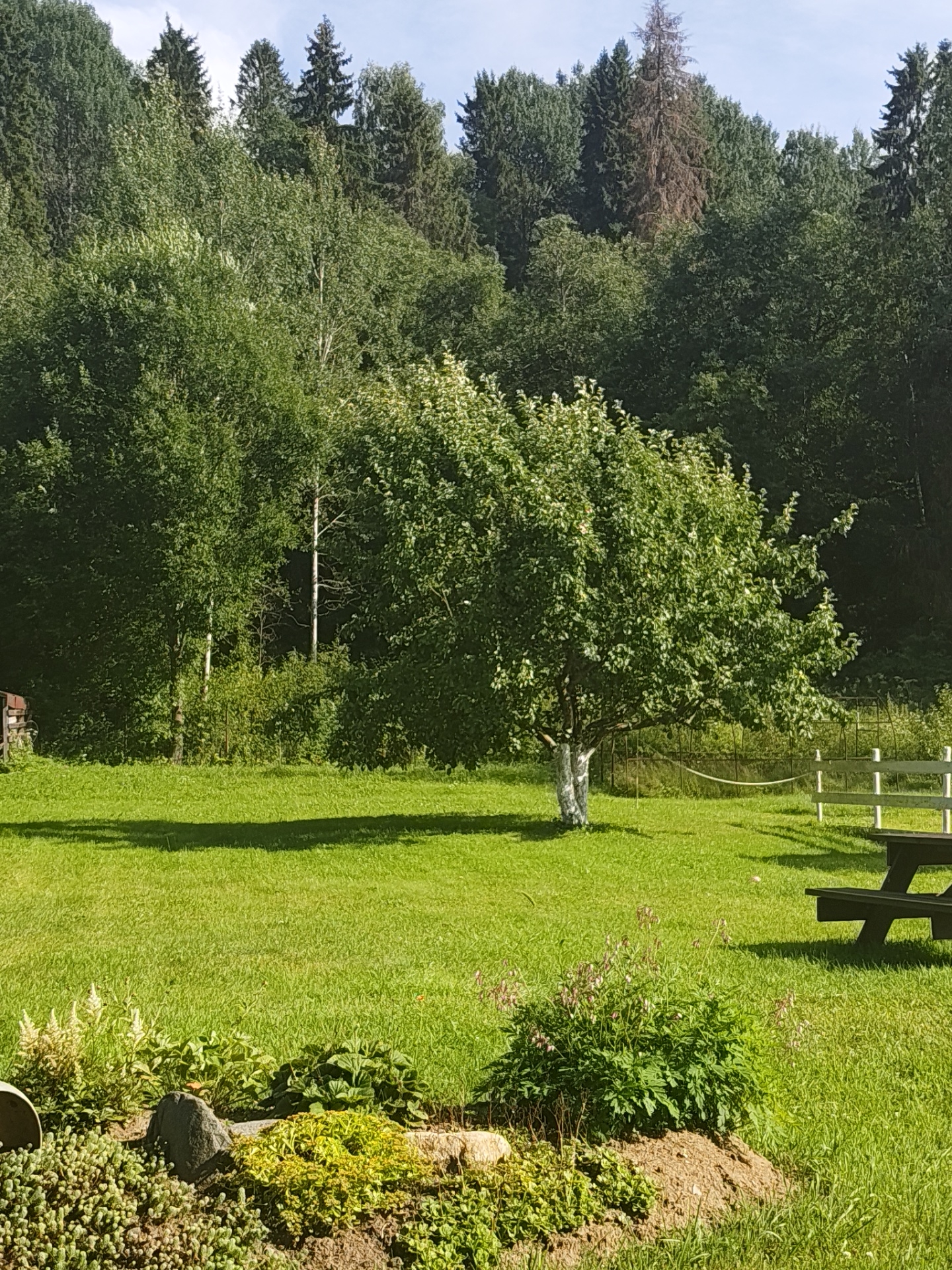 The image depicts a sunny outdoor scene in Korchazhikha, Russia. A lush green lawn dominates the foreground, with a prominent deciduous tree in the middle ground. The tree has a white-painted base and is casting a shadow on the grass. In the background, a dense forest of various trees, including evergreens and deciduous trees, stretches across the landscape. A white fence and a picnic table are visible to the right of the tree. The sky is clear and blue. The foreground also features a small garden bed with rocks and low-lying plants.