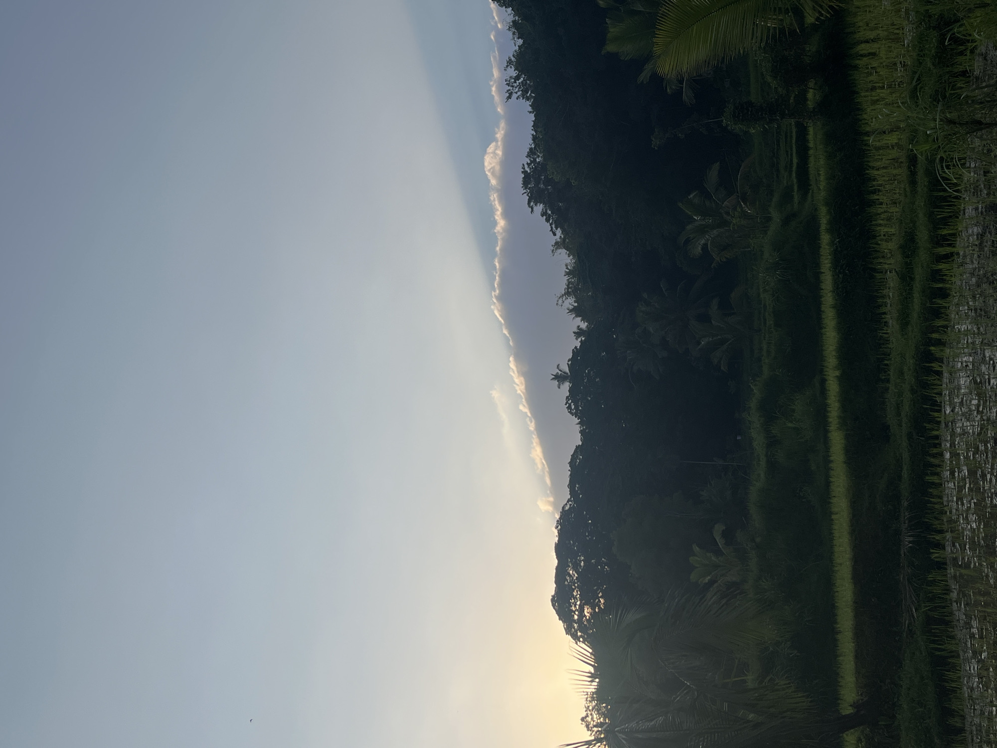 The image depicts a serene landscape at what appears to be dawn or dusk in Tetebatu, Indonesia. The sky is a pale blue, gradually transitioning to a softer hue near the horizon where the sun is just starting to peek through, casting a warm glow. A line of fluffy clouds stretches across the middle ground, illuminated from behind by the sun. Below the sky, a dense canopy of dark green trees forms a silhouette against the sky, with hints of palm trees interspersed throughout. The foreground features lush green rice paddies, with some areas appearing to be flooded and others showing young rice plants. The overall impression is one of tranquility and natural beauty.