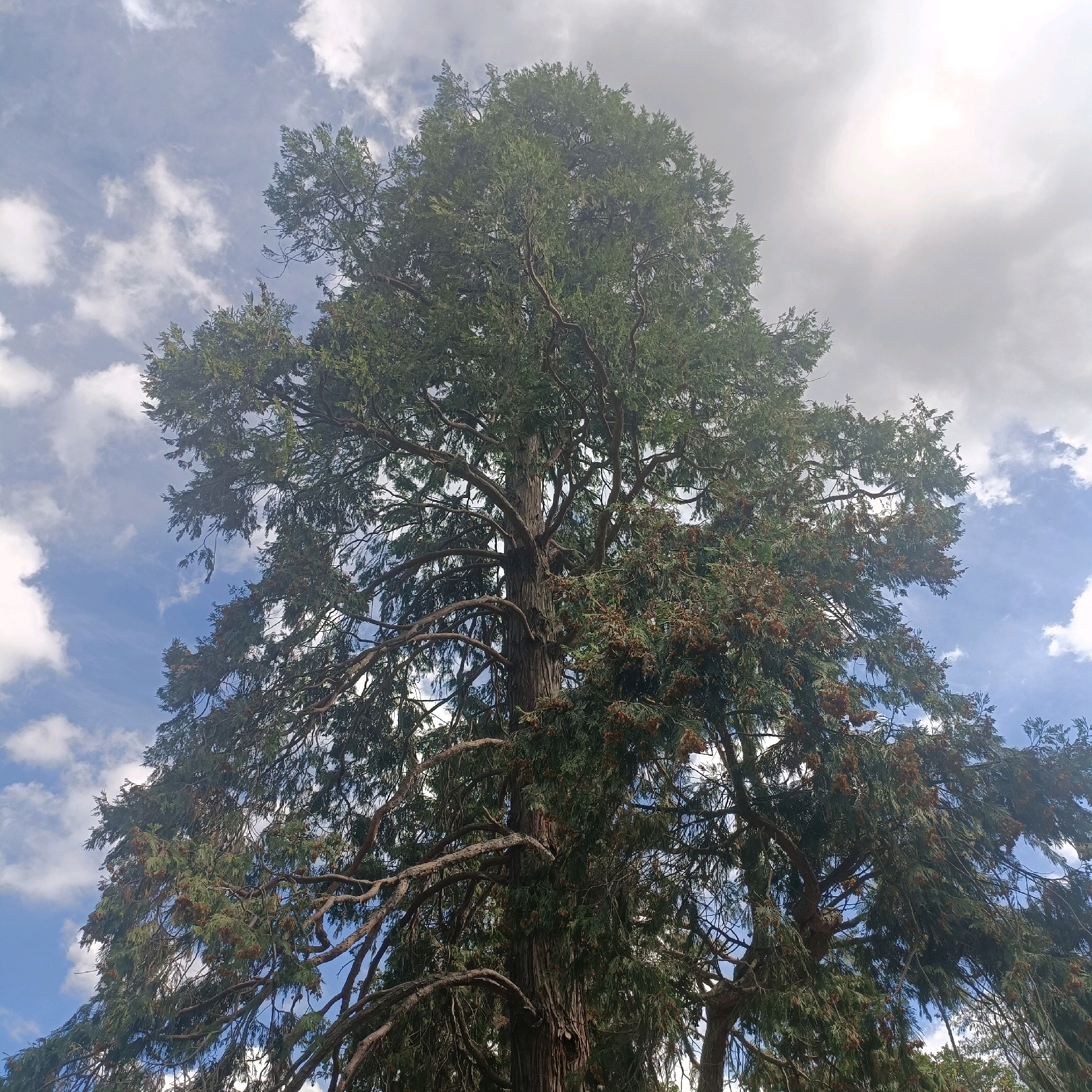 The image shows a low-angle view of a large, mature coniferous tree, likely a cedar or redwood, with lush green foliage and many branches extending outwards. The tree's trunk is thick and textured, with visible bark patterns. The sky above is partly cloudy, with patches of blue sky interspersed with white and grey clouds. The sun appears to be shining, creating some brightness in the sky. The scene is set outdoors, likely in a park or a natural area. There are no people or any other significant objects or actions depicted in the image. The composition is dominated by the grandeur of the tree against the sky. The image was captured in Rüsselsheim am Main, Germany.