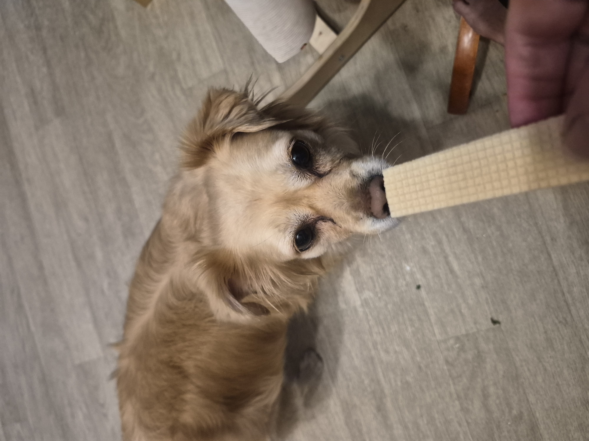 A medium shot captures a golden-colored dog intently chewing on a rectangular, tan wafer. The dog's head is tilted upwards, and its eyes are focused on the treat. Its fur is medium-length and appears fluffy around its head and ears. The dog is positioned on a light brown, wood-patterned floor. To the right of the dog, a person's hand, with visible fingers and nails, holds the wafer. Part of a wooden chair leg, a warm brown color, is visible behind the dog and wafer, and a white, cylindrical object, possibly a roll of paper or fabric, is in the upper left corner. The lighting suggests an indoor setting, likely during the daytime, with a warm glow. The dog's expression is one of focused interest. There is no visible text in the image.