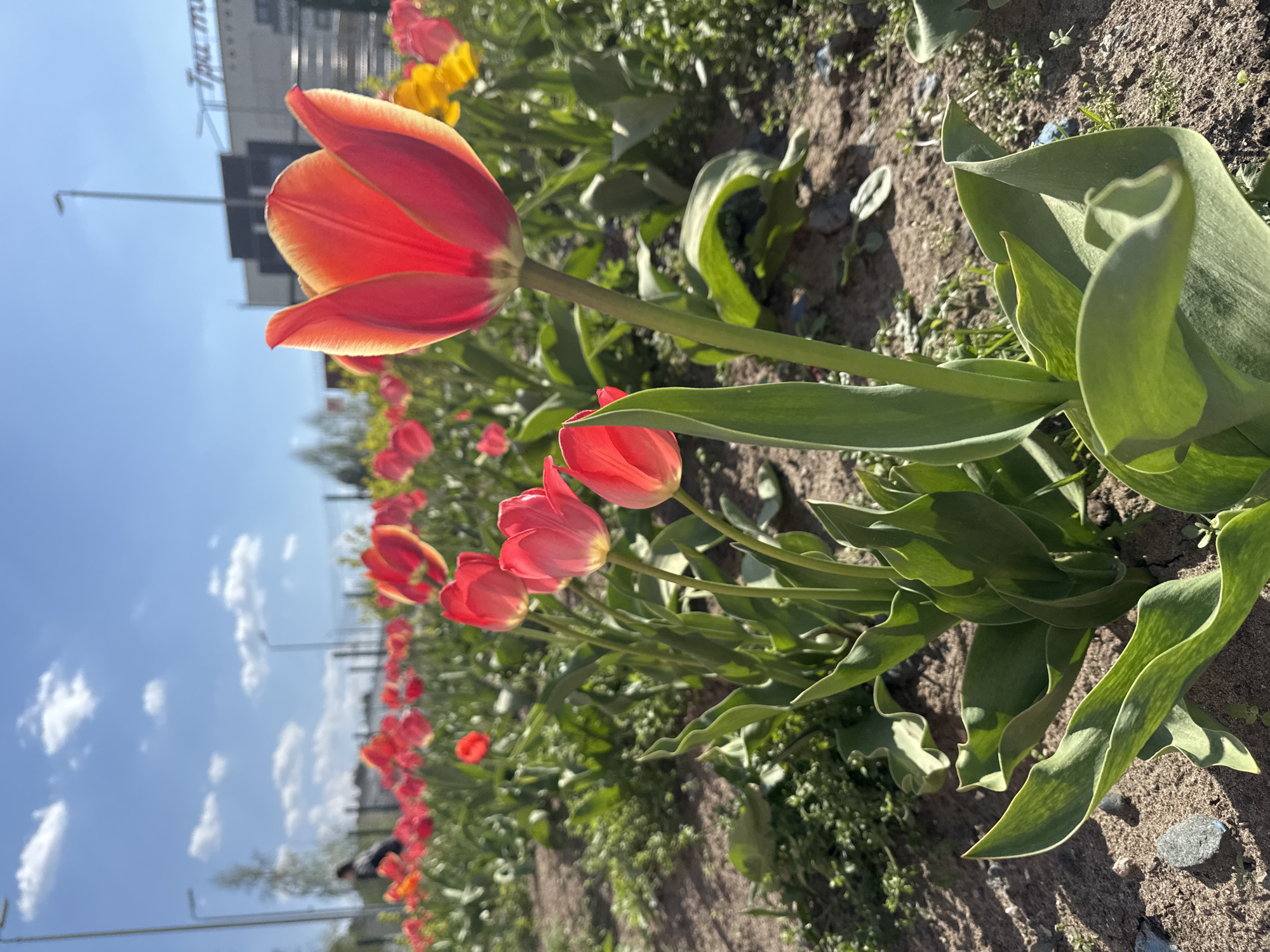 The image depicts a row of red and yellow tulips in a flower bed, likely in the city of Chaikovsky, Russia. The tulips are in full bloom, and the petals are vibrant. Green leaves surround the flowers. The soil is visible between the plants. In the background, one can see a building. The sky is blue with scattered clouds. The photo appears to have been taken during the daytime, with bright sunlight illuminating the flowers.