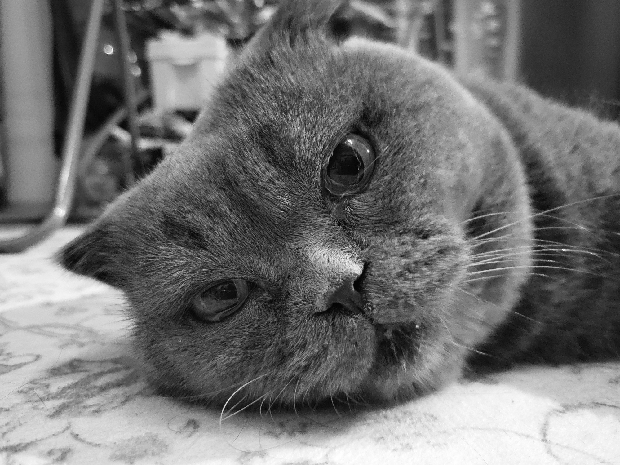 A close-up, monochrome photograph captures a domestic cat lying down, filling the majority of the frame. The cat, likely a Scottish Fold or similar breed given its distinctive folded ears and rounded head, has short, dense grey fur, which appears textured in black and white. Its head is tilted to the left, and its large, dark eyes with prominent reflections look directly towards the viewer. The cat's nose is dark, and its white whiskers are clearly visible, fanning out from its muzzle.
The cat is resting on a light-colored, patterned surface, possibly a rug or blanket, which shows subtle designs in varying shades of grey. In the background, out of focus, are indistinct shapes and lines, suggesting an indoor setting with furniture or other household items. Some bright, circular bokeh lights are visible in the blurred background. The overall impression is one of calm and gentle curiosity, with the cat's relaxed posture and direct gaze. The monochromatic presentation emphasizes the textures of the fur and the depth in the cat's eyes. No text is visible in the image.