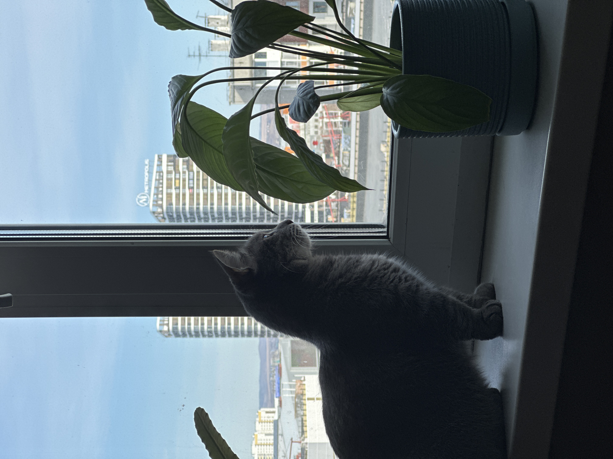 A gray cat sits on a windowsill, looking upwards. Next to the cat is a potted green plant. Outside the window is a view of a city, including a building with the word "METROPOLIS" visible. The location is Krasnoyarsk, Russia.