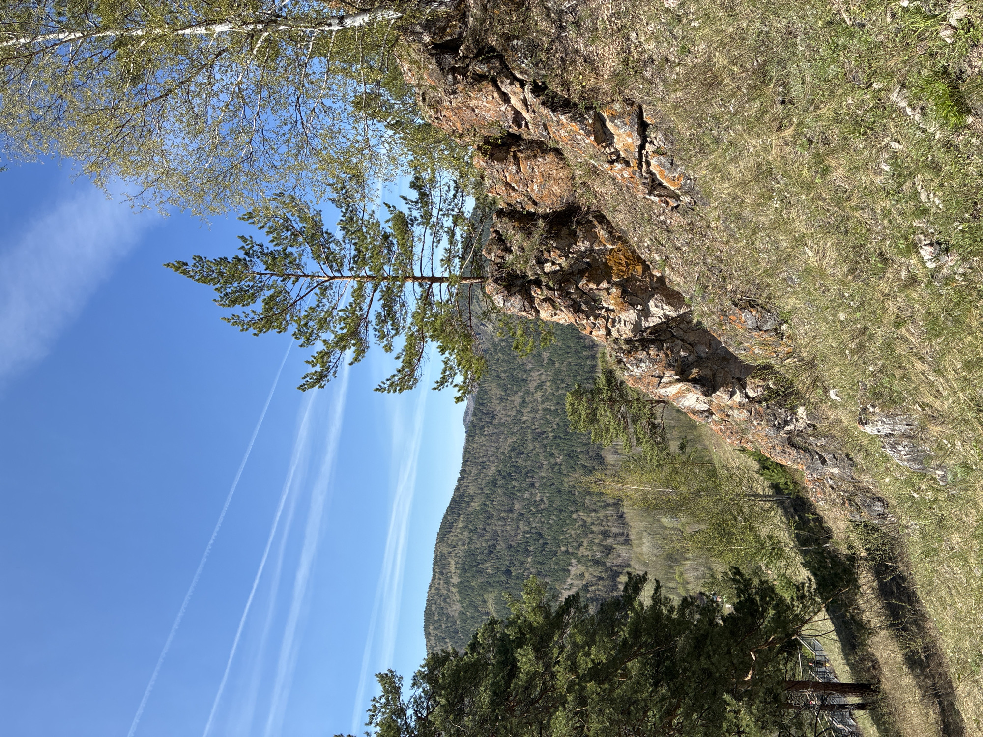 The image depicts a natural landscape. A rocky cliff face dominates the right side of the frame, covered with moss and grass at the top. A solitary pine tree grows precariously from the cliff face. In the background, a forested mountain rises up against a clear blue sky marked with contrails. Some tree tops can be seen in the foreground at the bottom of the image.