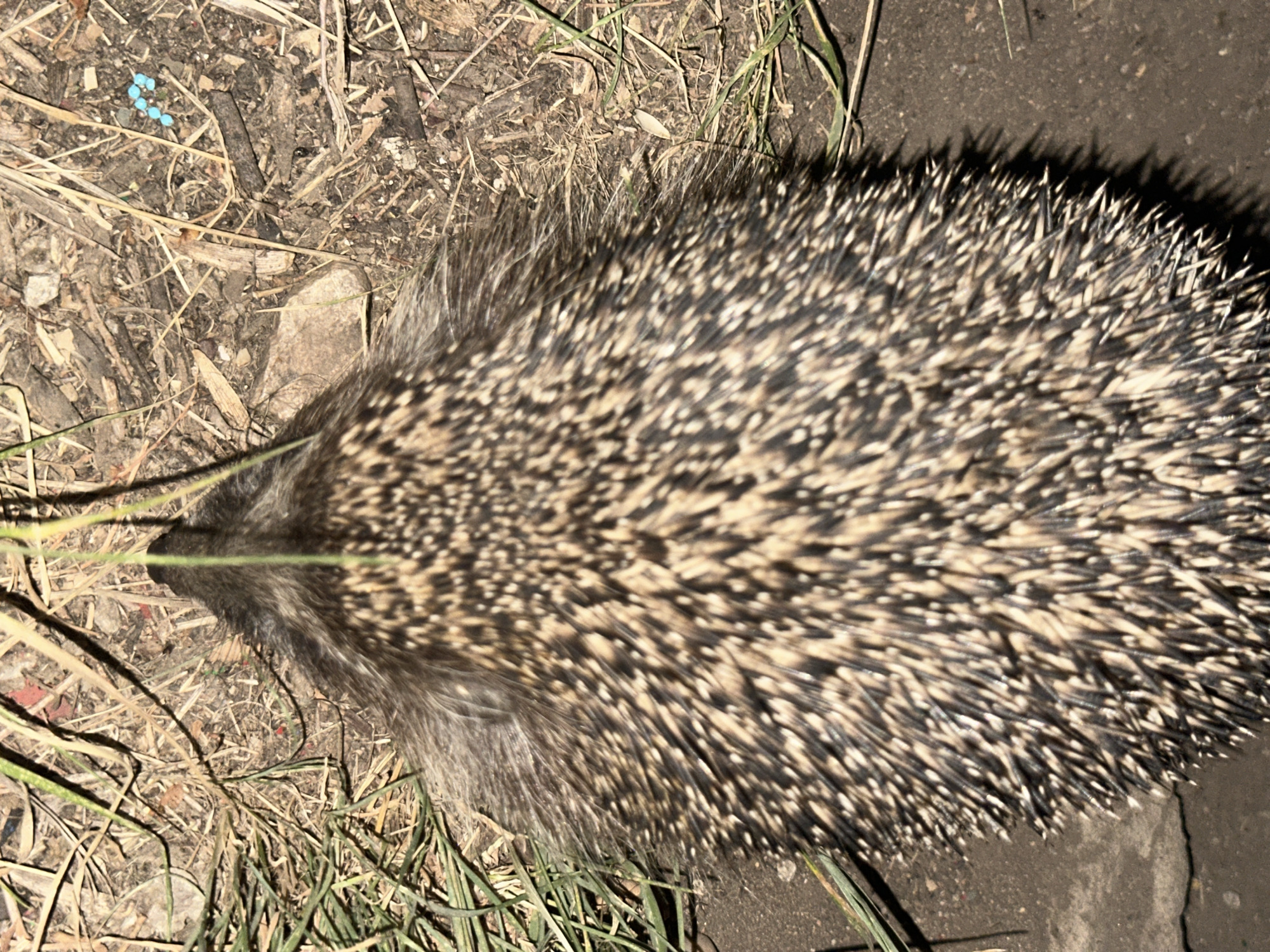 The image shows a close-up, overhead view of a hedgehog curled into a ball, its spines clearly visible. The hedgehog is on the ground, which is covered in dry grass, dirt, and small pieces of wood. There are also a few bright blue pellets scattered on the ground to the right of the hedgehog. The hedgehog's head is pointed upwards and slightly to the left, and it appears to be resting or defending itself. The scene is lit by artificial light, casting shadows on the ground and highlighting the texture of the hedgehog's spines. The location is described as Energetik, Russia, though no specific city landmarks are visible in the image.