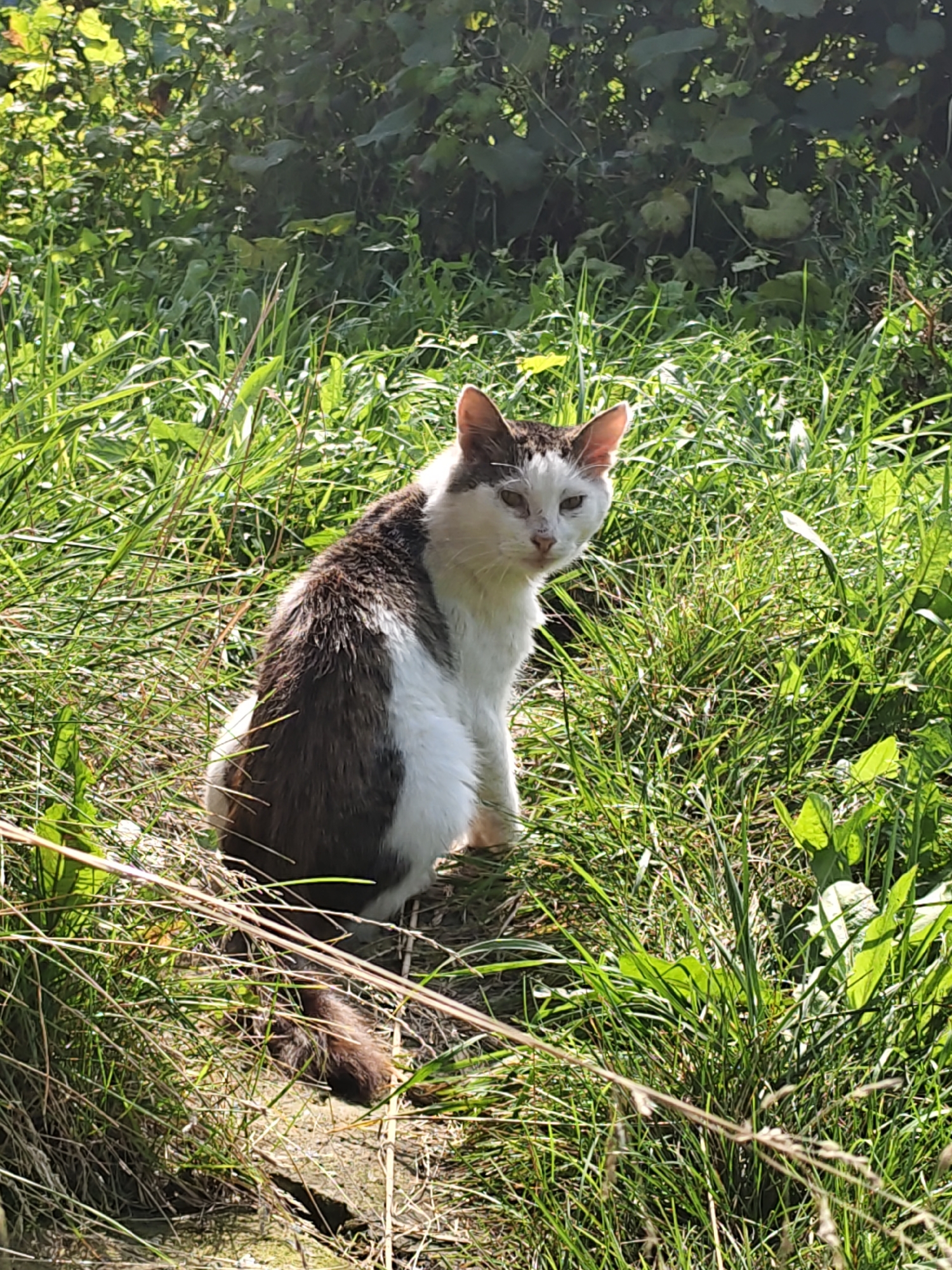A medium shot captures a brown and white cat sitting in lush green grass, facing the camera. The cat has dark brown markings on its head and back, with white fur on its chest, belly, and legs. Its tail is visible, curled around its hindquarters. The background consists of dense green foliage and tall grass, suggesting an outdoor, natural setting. Sunlight illuminates the scene, casting shadows and highlighting the textures of the grass and the cat's fur. The cat's expression is alert, with its ears pricked forward. The image appears to be taken in Poretskoye, Russia, given the context. The scene is peaceful and natural, with no immediate signs of human activity or urban elements.