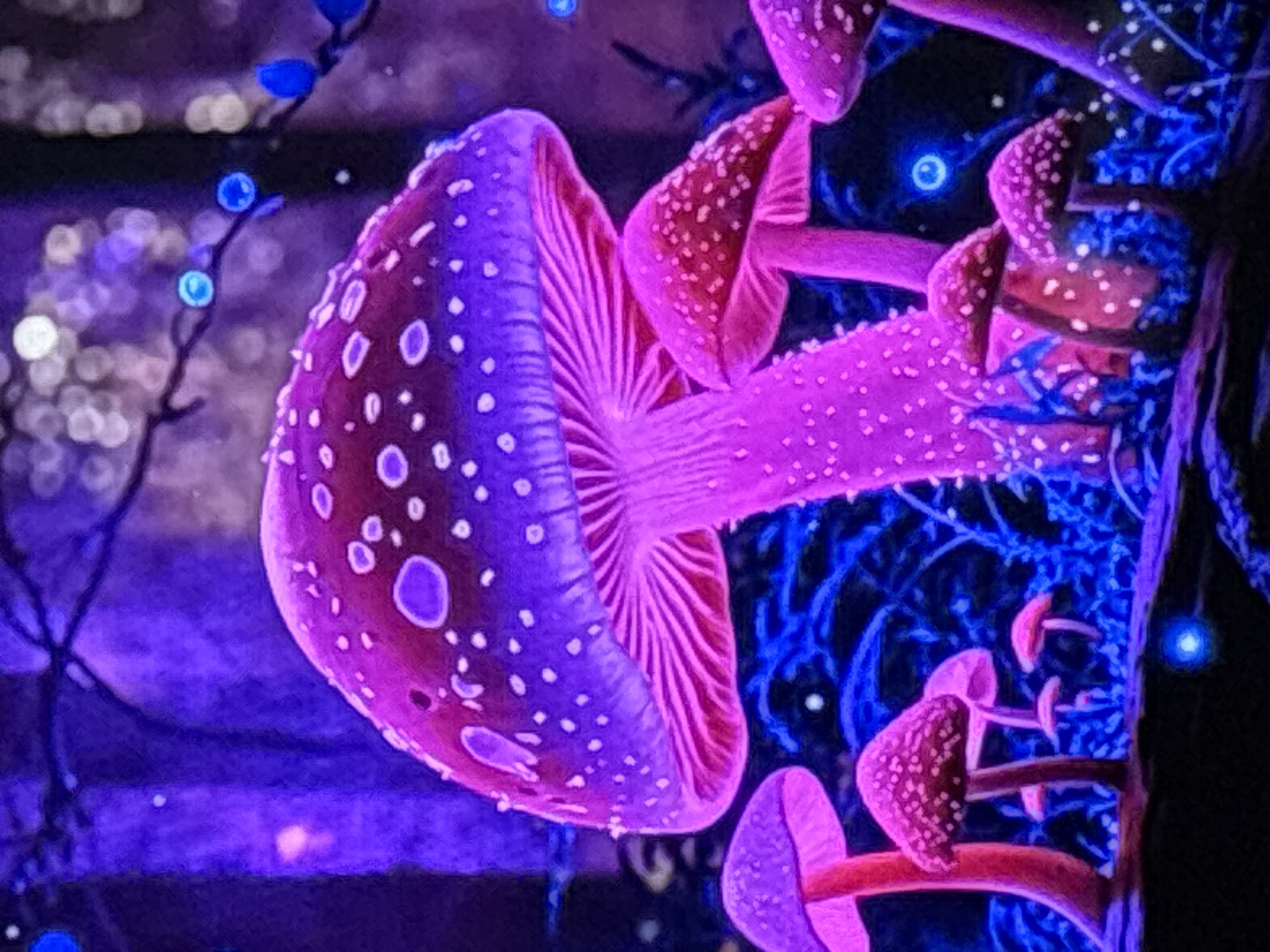 The image displays a surreal, nocturnal forest scene dominated by oversized, bioluminescent mushrooms rendered in vibrant shades of pink and purple. These mushrooms, some with distinctive white spots, emit an otherworldly glow, illuminating the surrounding foliage. The environment is bathed in a deep blue and purple light, suggesting the presence of artificial lighting or a magical ambiance. Small, glowing blue orbs, resembling fireflies or ethereal lights, are scattered throughout the scene, adding to the enchanted atmosphere. The mushrooms appear to be growing on a dark, textured surface, possibly a log or the forest floor. The image does not depict any people or specific identifiable landmarks within the city of Gurkovo, Bulgaria.