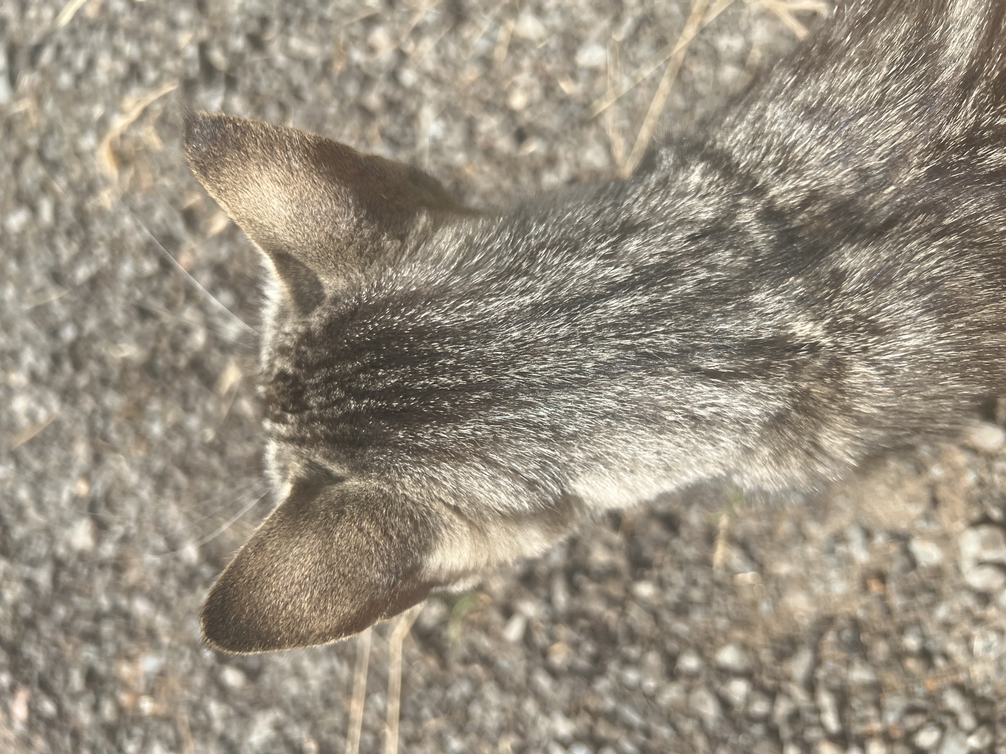 The image is a close-up, overhead shot of the back of a tabby cat's head and shoulders, facing away from the camera. The cat's fur is a mix of gray, brown, and black stripes. Its ears are pointed and upright. The background is a blurry mix of small, gray pebbles and dried grass. The scene appears to be outdoors, possibly in a rural or unpaved area. There is no indication of the cat's location within the city of Sorochinsk, Russia, or any other specific geographical information.