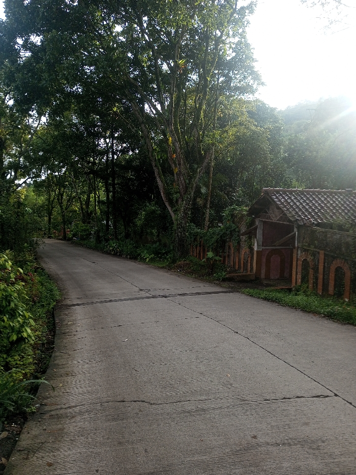 A winding asphalt road cuts through lush greenery. Dense trees canopy the road, creating dappled light. A weathered structure with a tiled roof and an arched, decorative wall borders the road on one side. Vegetation encroaches on both sides of the pavement. The setting suggests a rural or forested area, possibly a pathway leading deeper into nature.
