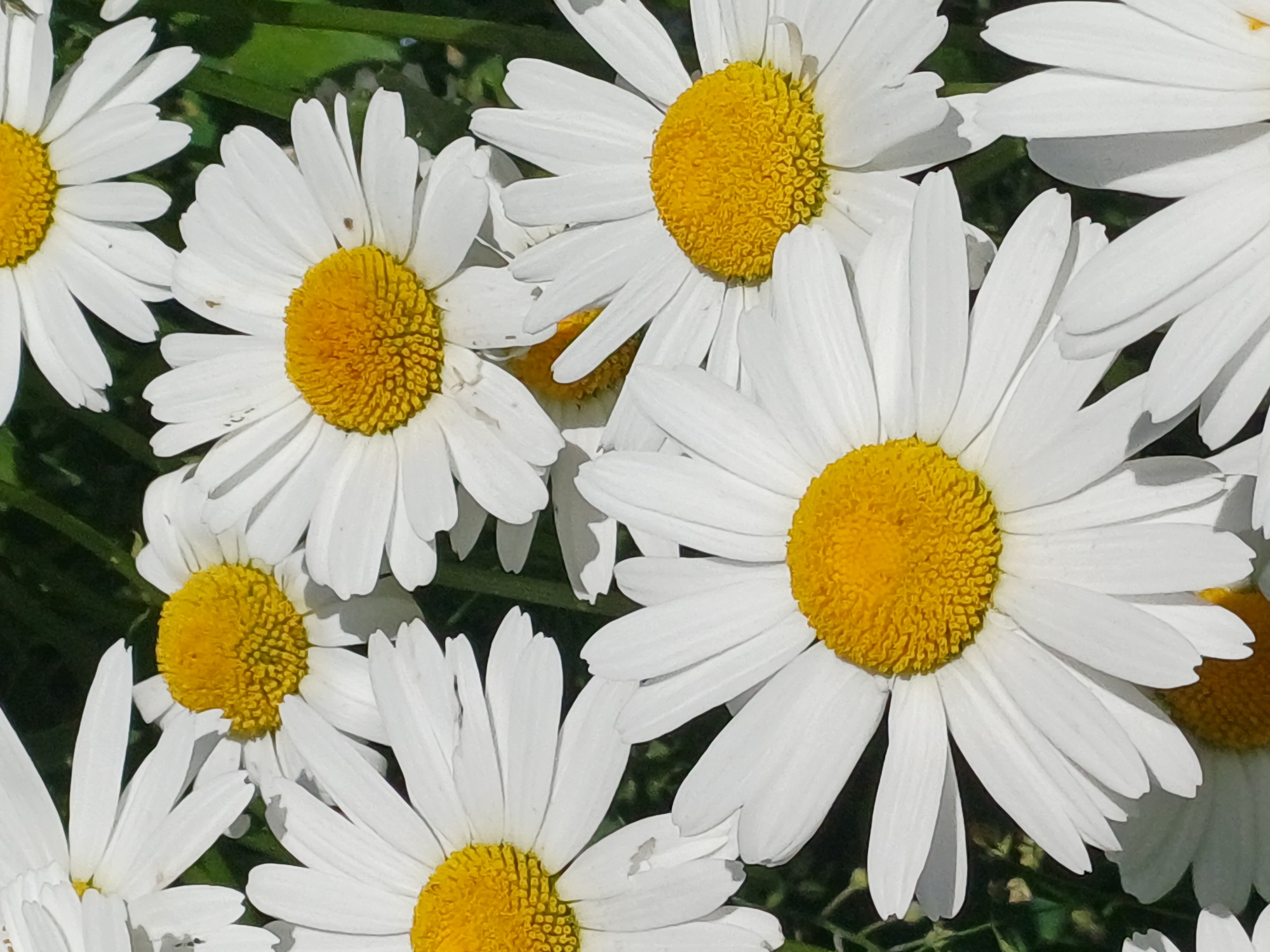A close-up, overhead shot shows a cluster of white daisies with bright yellow centers. The flowers are in various stages of bloom, with some petals slightly curled and others fully open. The background is a blur of dark green foliage. The scene is set in a garden in Riga, Latvia.