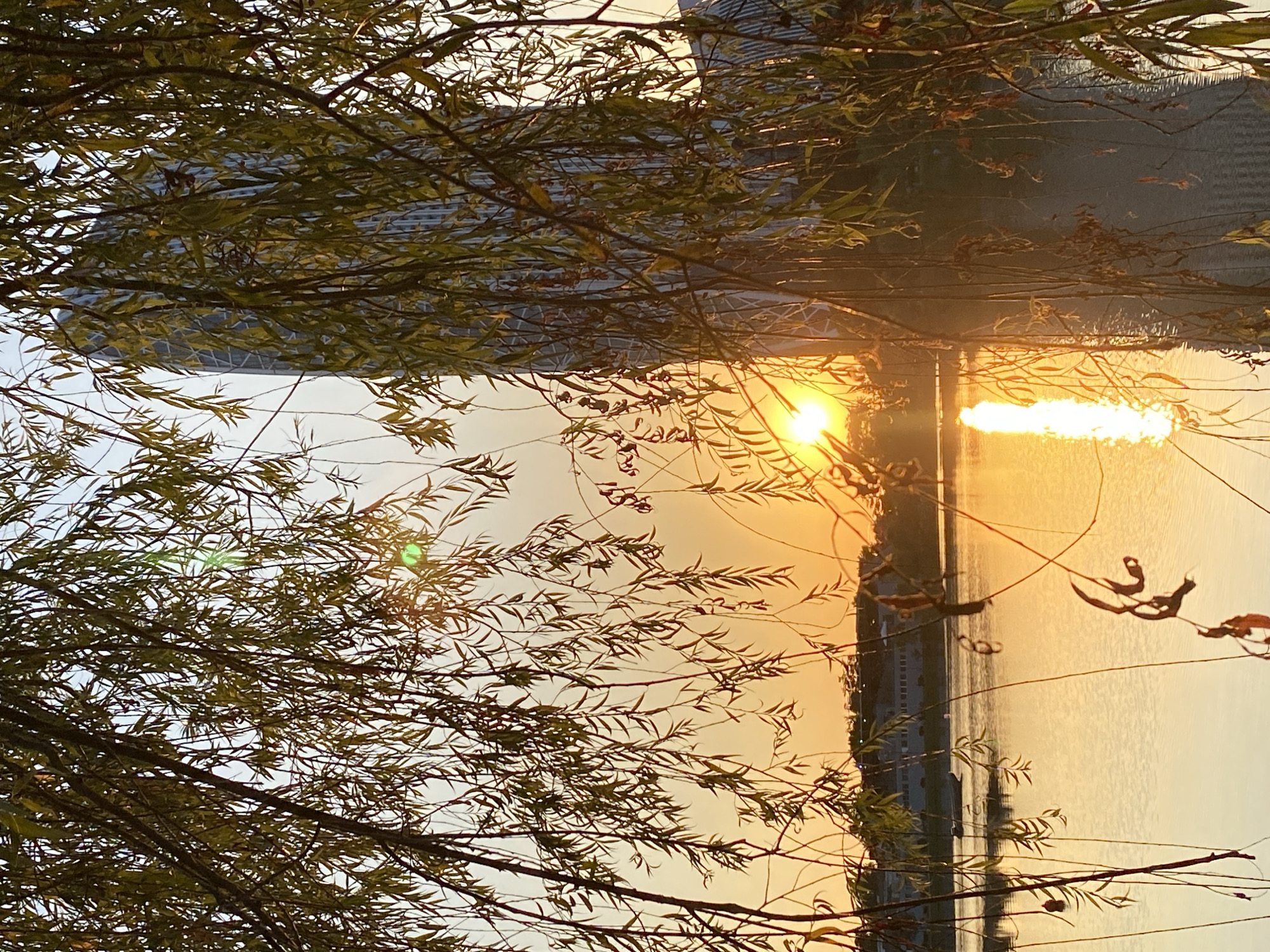 The image depicts a sunset over a body of water, likely a river or bay, in Batumi, Georgia. In the foreground, weeping willow branches with sparse leaves frame the scene. The sun, a bright orange orb, is low on the horizon, casting a golden glow across the water, with a reflection stretching upwards. Behind the water, a row of buildings is visible, with a distinctive modern skyscraper with a patterned facade dominating the right side of the frame. The sky is a pale orange, fading to a lighter hue towards the top. The water appears calm, with subtle ripples. No people are visible in the image. The overall atmosphere is serene and tranquil, with the setting sun creating a warm and reflective ambiance.