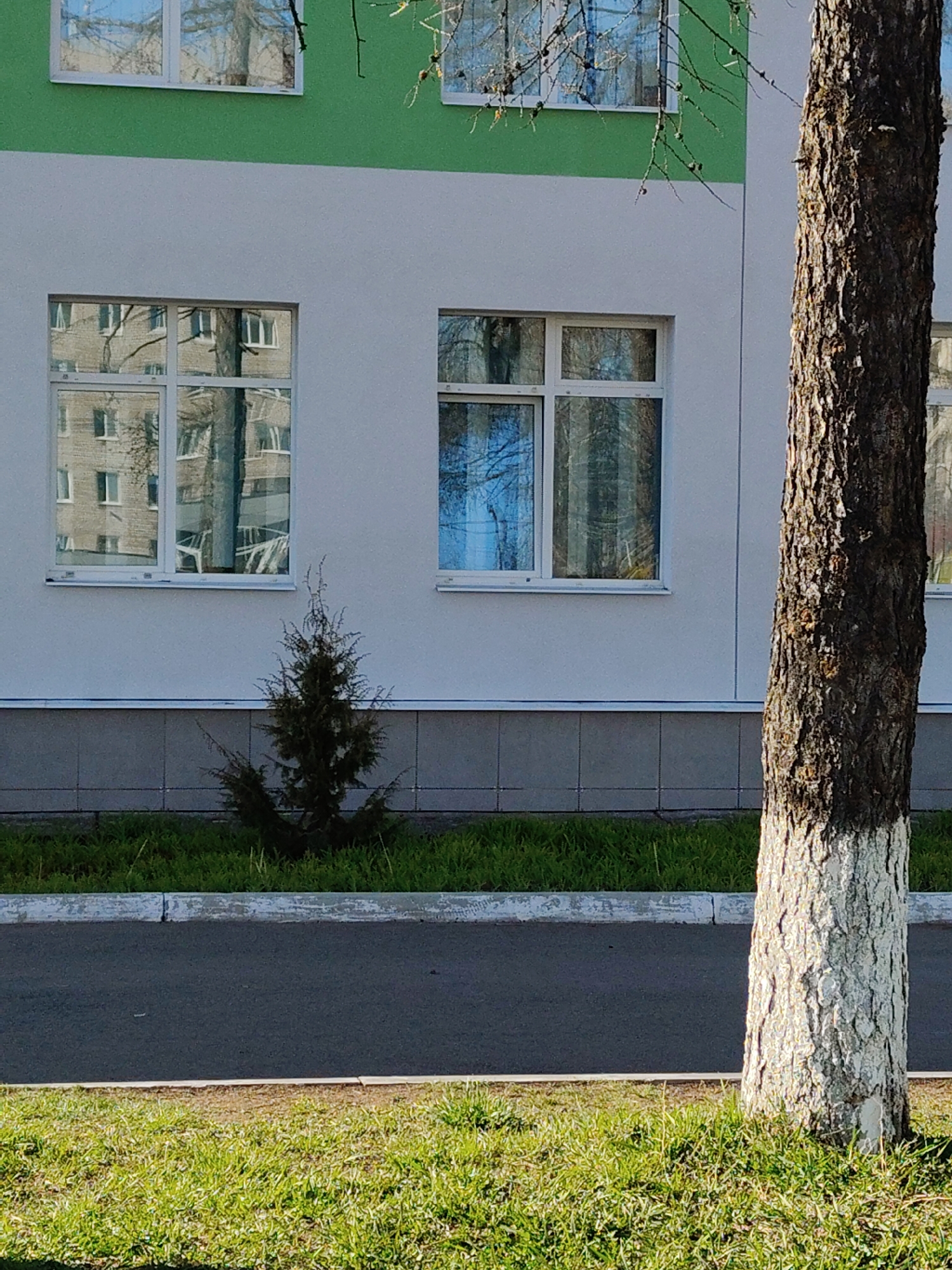 The image captures a partial view of a building, a large tree, and ground elements under bright daylight. The building occupies the left and central portion of the frame, featuring a white facade with a light green band along the top section. Two prominent rectangular windows are visible on the white wall; the left one reflects a multi-story building with many smaller windows and bare tree branches, while the right one primarily reflects a bright blue sky and tree branches. Another window is partially visible in the upper green section, also reflecting tree branches and sky. The building's foundation is a dark grey tiled or paneled section.
To the right, a large tree trunk with rough, dark brown bark dominates, extending from the bottom to the top of the frame. The lower portion of this trunk is painted white. In front of the building and to the left of the large tree, a small, dark green, conical evergreen plant is rooted in the grass.
The foreground consists of a strip of vibrant green grass, a light grey curb, and a dark grey asphalt surface, suggesting a path or road. The bright lighting indicates a sunny day, likely during late morning or early afternoon, with clear skies. There are no people visible, and no specific activity is taking place. The bare branches reflected in the windows suggest it might be early spring or late autumn. No visible text is present in the image.