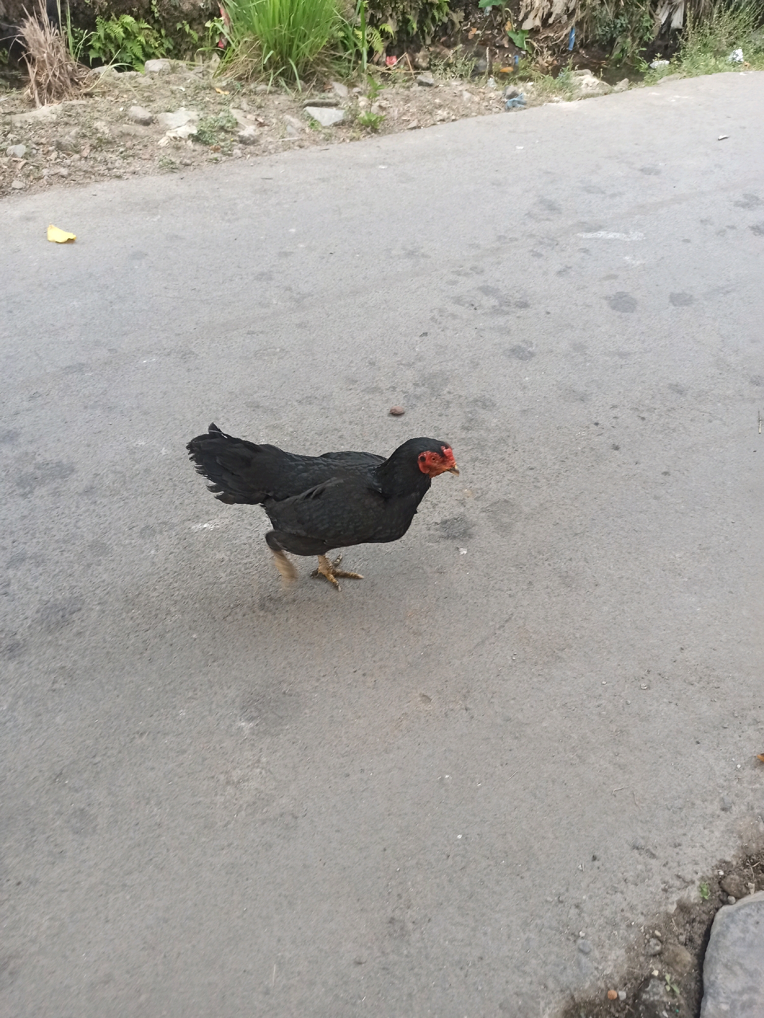 A black hen with a red comb and wattle is standing on a gray asphalt road. The hen is facing to the right, with its head lowered as if pecking at the ground. Its legs are visible, one of which is slightly lifted. To the left of the hen, a single yellow leaf is on the road. In the background, there is a sloped embankment with rocks and vegetation, including tall grasses and some dried foliage. The area appears to be a roadside in a semi-urban or rural setting, possibly within Tlogosari, Indonesia, given the presence of vegetation and the general appearance of the surroundings.