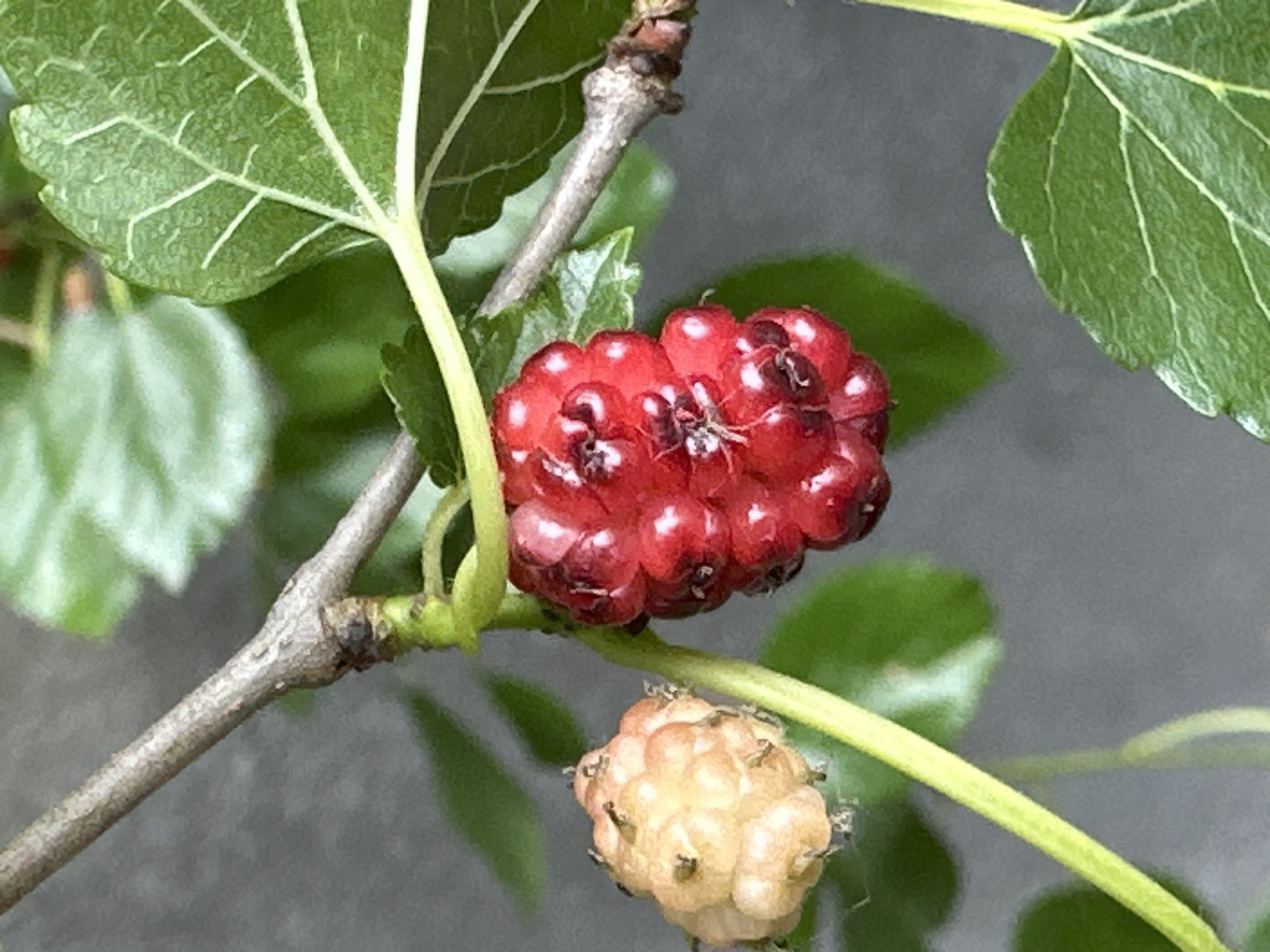 The image is a close-up, eye-level photograph of two mulberries on a branch. The mulberry on the left is light yellow-pink and appears unripe, while the one on the right is dark red and ripe. Both berries are composed of small drupelets. A thin, gray branch with some texture runs diagonally from the top left to the bottom right of the frame. Green leaves are visible in the background, some in focus and some blurred. The background appears to be a dark, textured surface, possibly a wall. There are no people or animals visible in the image. The lighting is natural, suggesting it was taken outdoors during the day. The photograph does not provide any specific details about the location within the city of Makiv, Ukraine, as it focuses solely on the natural elements of the mulberries and their immediate surroundings.