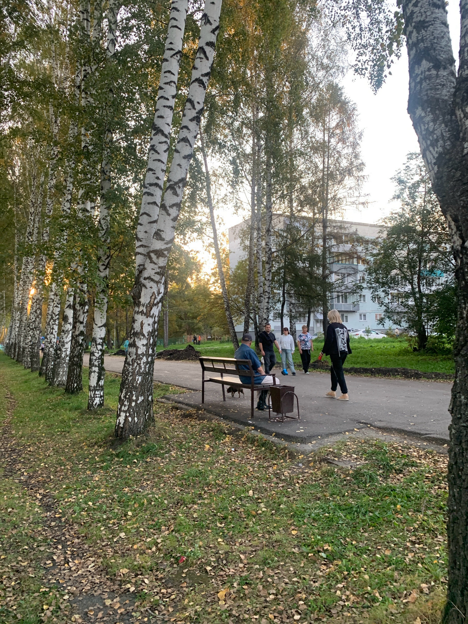 The image depicts an outdoor scene with a row of birch trees on the left, their white bark prominent against the foliage and a bright sky. A paved path runs alongside the trees, with a grassy area and fallen leaves on the other side. In the background, a multi-story apartment building with light-colored facades and balconies is visible. Several people are present on the path. A man sits on a park bench with a trash receptacle beside him, and a small dog is near his feet. Further down the path, a group of four people, appearing to be two adults and two children, are walking. One person, a woman with blonde hair, walks away from the camera holding a red leash. The overall environment suggests a residential area in Prokopyevsk, Russia, possibly a park or courtyard, during the autumn season as indicated by the fallen leaves.