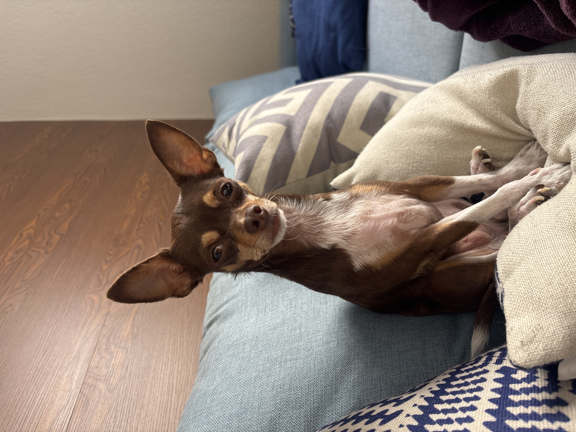 A brown and white chihuahua is lying on its back on a blue couch, nestled amongst several pillows. The pillows have various patterns including zigzag and blue geometric designs. The chihuahua is facing the camera with its ears perked up. A hardwood floor is visible in the background. No information indicates that the location is in Puebla, Mexico.