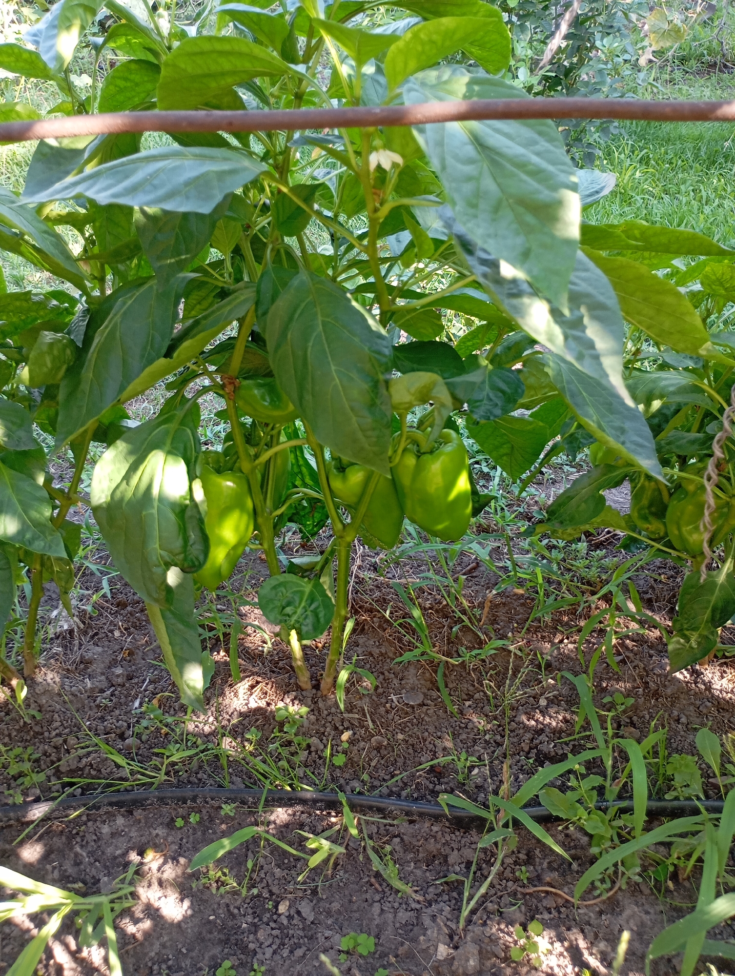A close-up shot of green bell peppers growing on a plant in a garden. The peppers are various shades of green and are clustered on the branches. The plant has large, dark green leaves and is supported by a metal rod. The ground is covered in soil and small weeds, with a black irrigation tube visible in the foreground. The background shows more greenery and vegetation. The image appears to be taken outdoors during the day, with sunlight casting shadows on the plants and soil. The location is specified as Horishni Plavni, Ukraine.