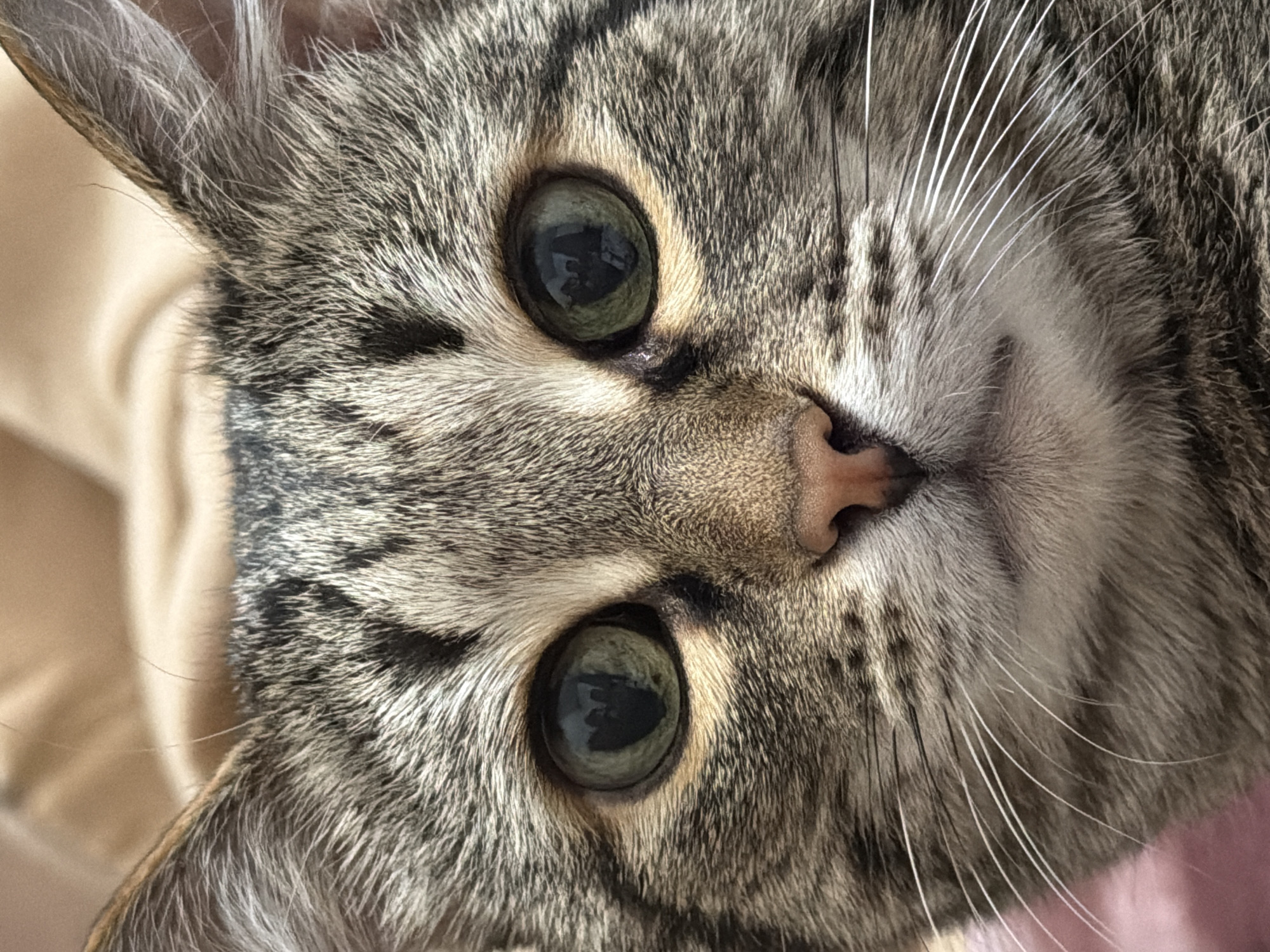 A close-up photograph focuses on the face of a tabby cat. The cat's face is predominantly gray and brown with dark stripes. Its eyes are large and greenish-gray with reflections visible within the pupils. A pink nose is positioned centrally on the face, with long white whiskers extending outward. The cat's ears are visible in the upper corners of the frame. The background is blurred and indistinct, appearing to be a beige color. There is no indication of the location being Izhevsk, Russia.