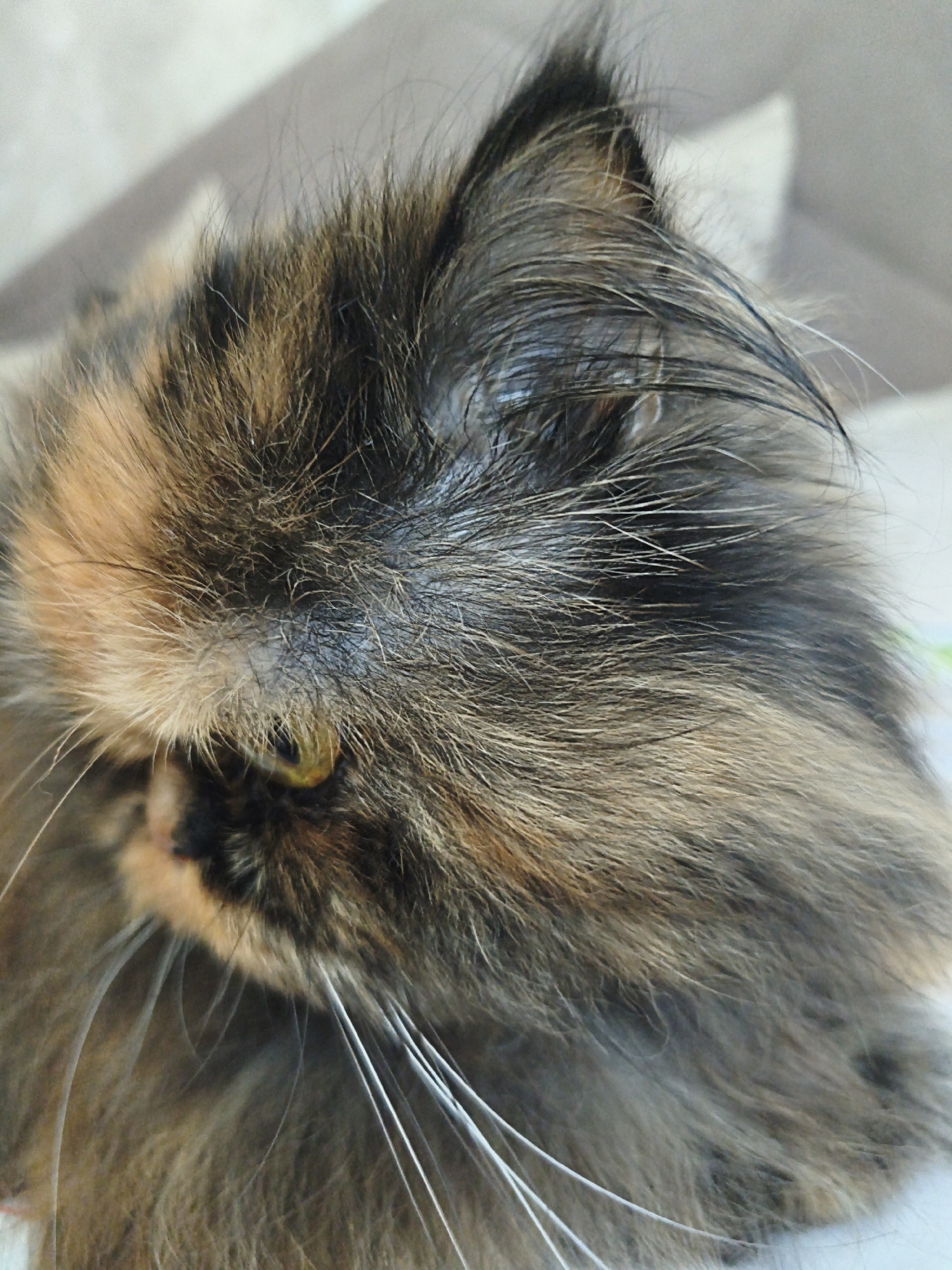 A close-up, eye-level shot shows the head of a calico cat with long fur. The cat's head is turned to the left, with its right eye visible and a portion of its left eye obscured by fur. Its fur is a mix of black, orange, and brown. The background is out of focus, appearing to be a soft, neutral surface. The lighting is natural and diffused, casting gentle shadows.