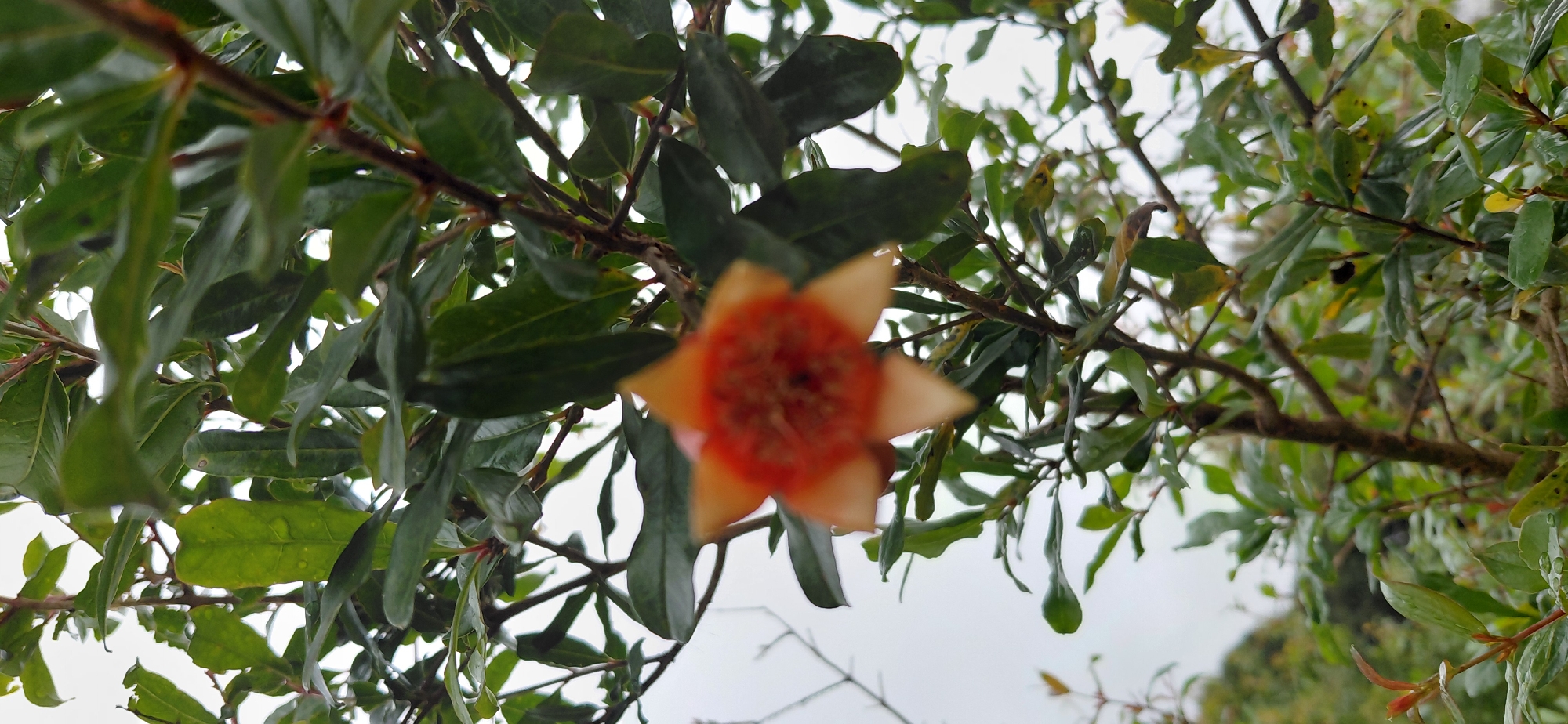 The image shows a close-up, low-angle view of a pomegranate flower on a tree branch, surrounded by green leaves. The flower is orange and red, with five distinct petals. The leaves are glossy and appear wet, suggesting recent rain. The background is a blurred sky and hints of other foliage, indicating an outdoor setting. This scene is located in Encarnación, Paraguay. The image is framed from the perspective of looking up into the branches of the tree.