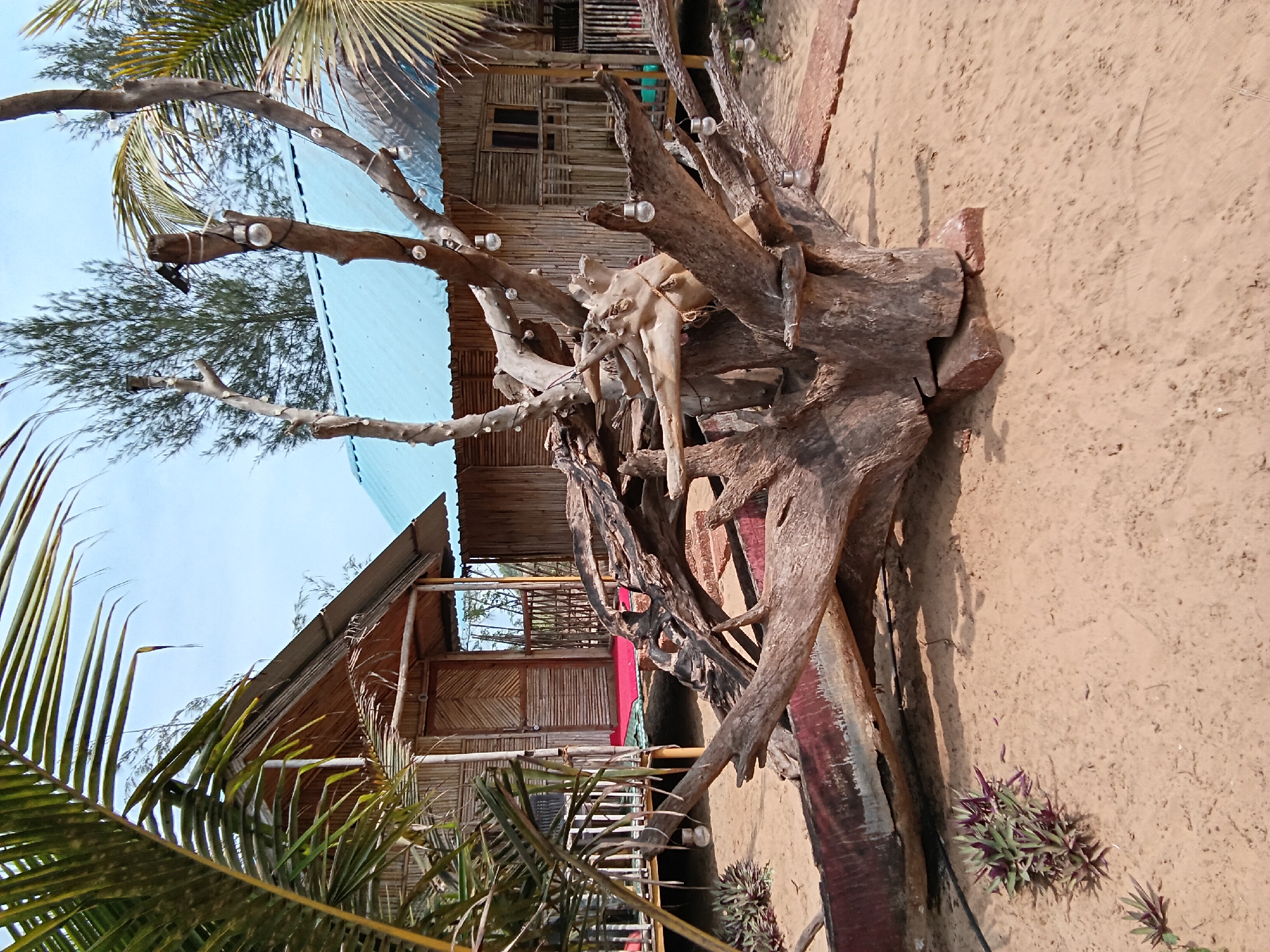The image depicts a beach scene in Ashvem, India. A large driftwood sculpture, possibly a repurposed tree stump with exposed roots, dominates the foreground. It is adorned with string lights. Behind the sculpture, a bamboo-constructed structure with a blue corrugated metal roof is visible. The structure appears to be a beach hut or guesthouse, with windows and a visible staircase. Palm trees and other vegetation surround the building. The ground is sandy, and the sky is visible in the background.