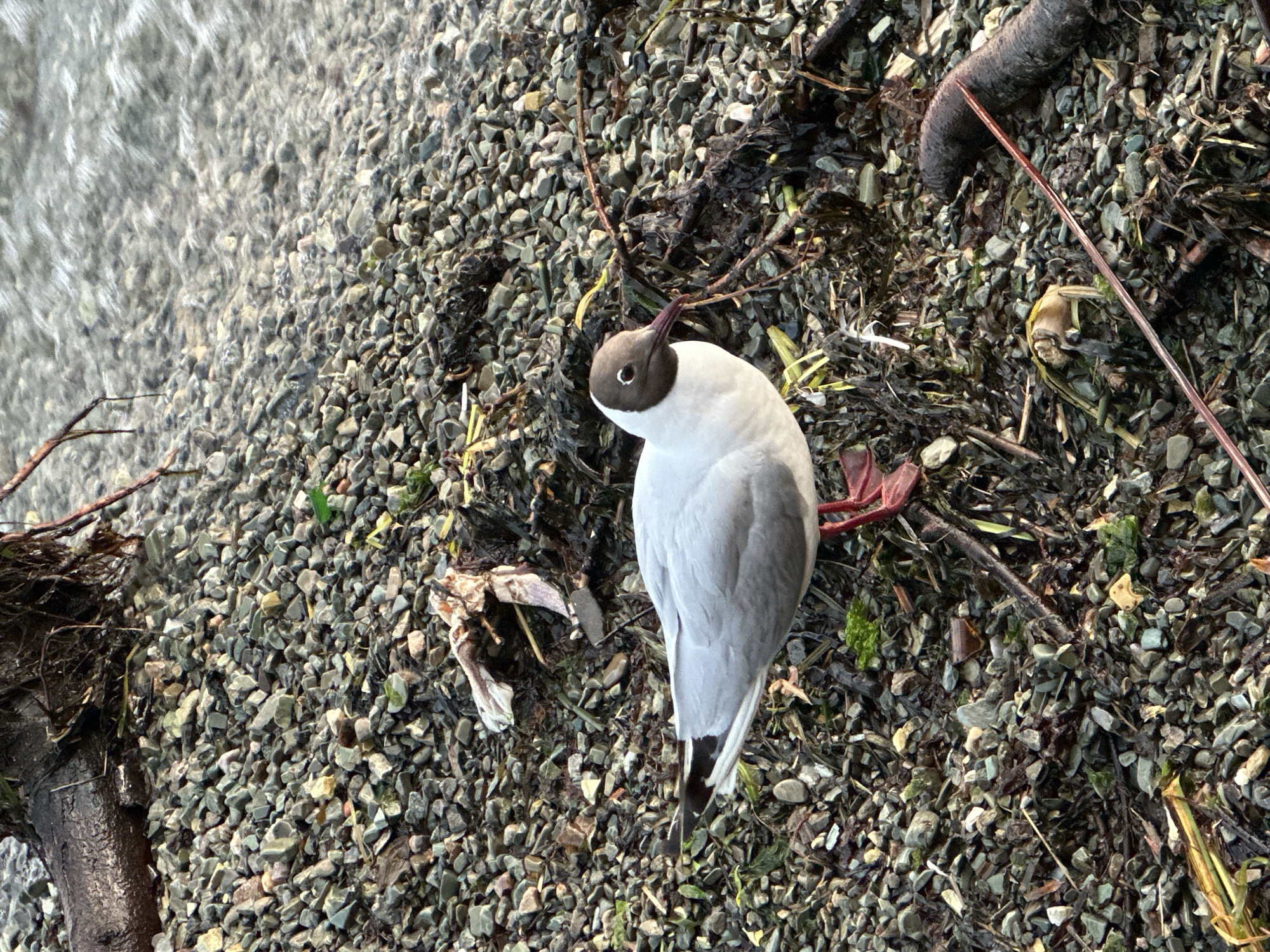 The image shows a black-headed gull on a rocky shore. The bird is mostly white with gray wings and a dark brown head. Its legs and beak are red. The ground is covered in small, gray and brown pebbles, with some green moss and dried plant matter. There is a piece of driftwood in the upper left corner and a piece of what appears to be a crab shell to the left of the gull. The water is visible in the upper right of the image, with small waves breaking on the shore. The scene is located on the shore of a body of water.