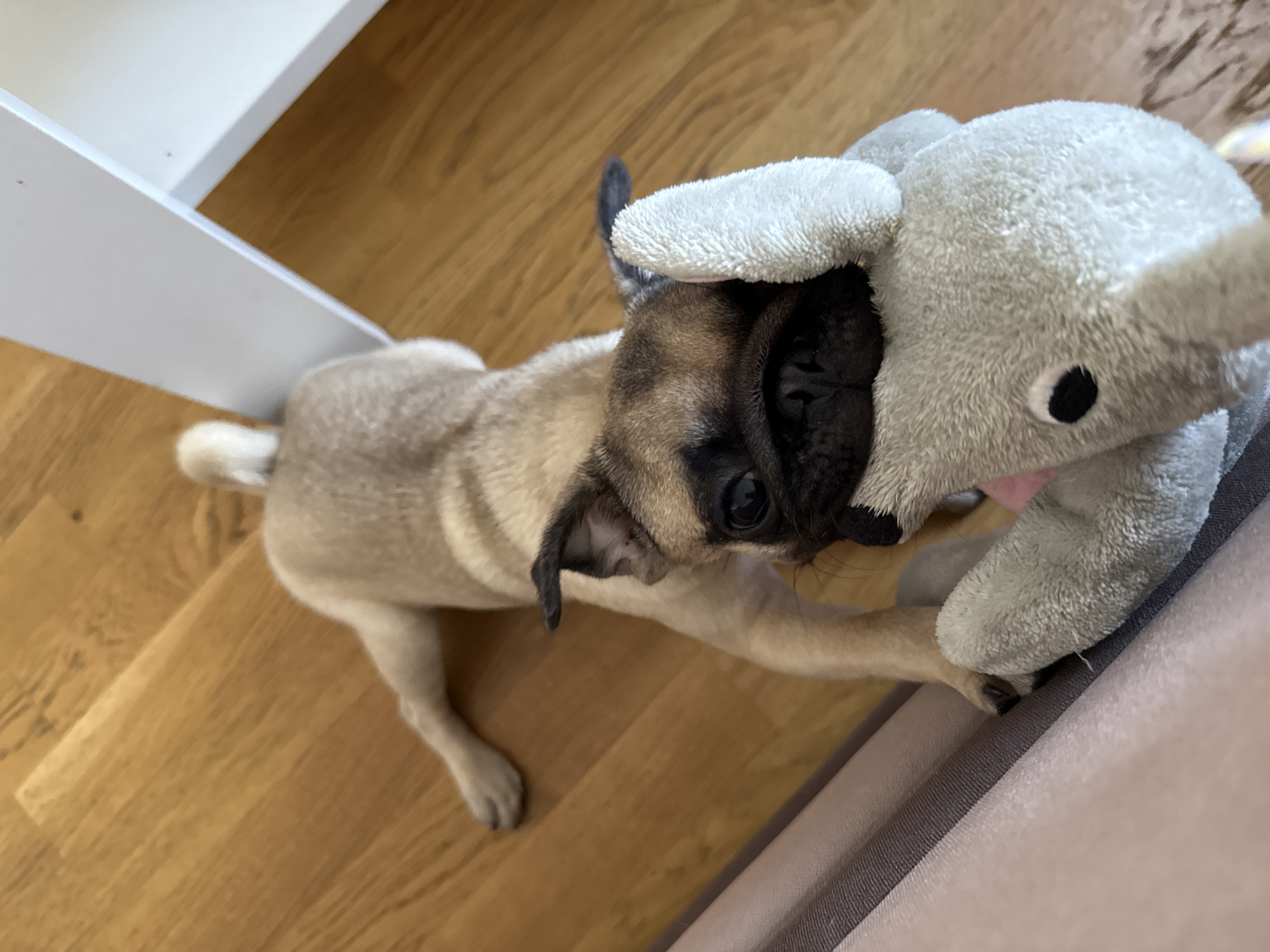 A pug puppy is playing with a stuffed elephant toy. The puppy is light brown with a black face. The elephant toy is gray and fuzzy. The puppy is lying on its side, with its paws on the elephant. The puppy's tail is visible and curled up.
The scene is indoors, on a wooden floor. A white shelf or piece of furniture is visible in the background. The lighting suggests daytime. The puppy appears playful and engaged with its toy. There is no visible text in the image.