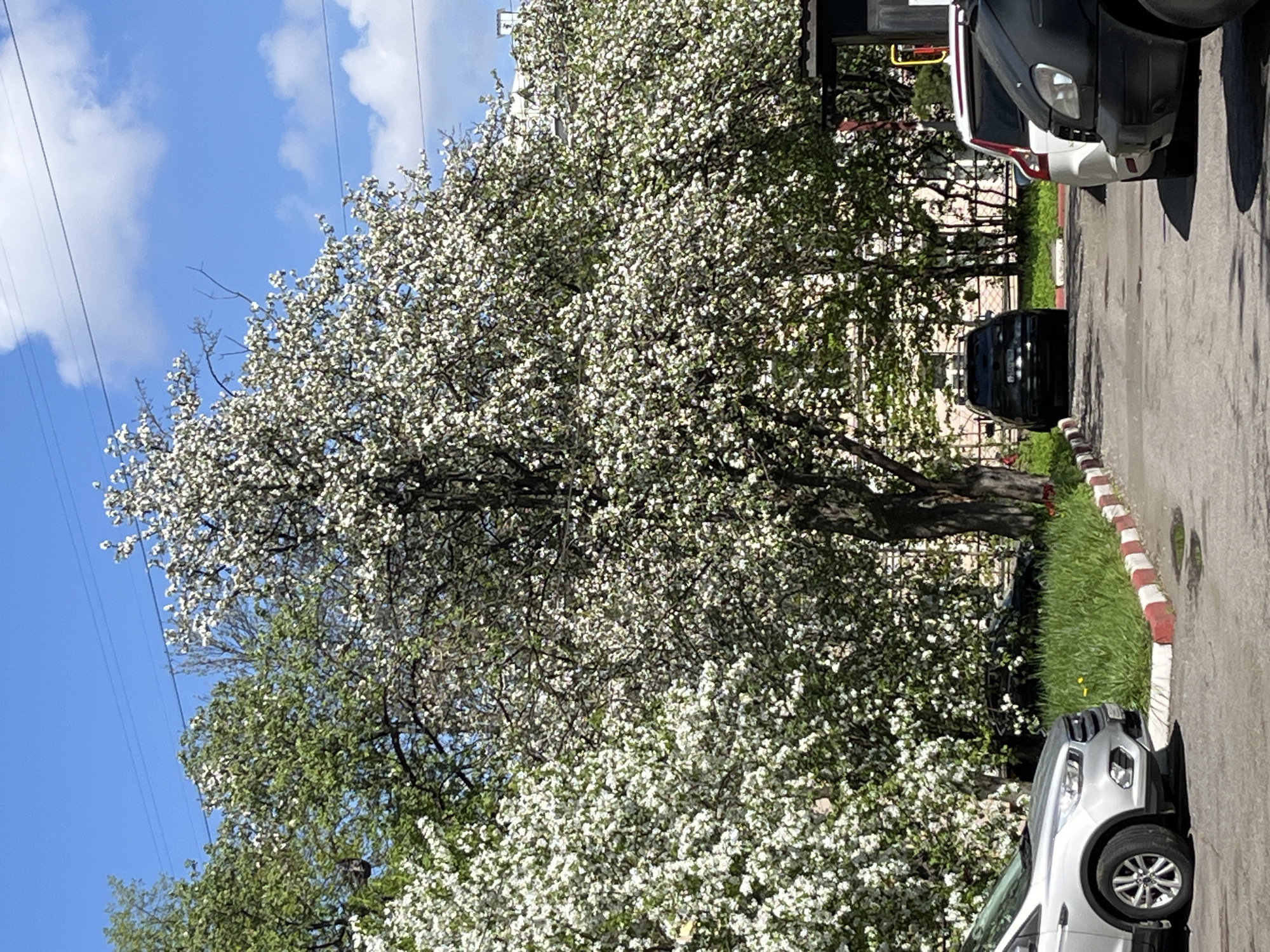The image shows a street scene in Saint Petersburg, Russia. A large tree in full bloom with white flowers dominates the left side of the image, partially obscuring a building in the background. The sky above is blue with scattered white clouds. Power lines are visible crossing the upper left portion of the frame. On the right side of the image is a paved street. Three cars are parked along the street: a white vehicle in the foreground, a black vehicle in the middle ground, and a van in the background. A curb with red and white stripes separates the street from a small patch of grass.