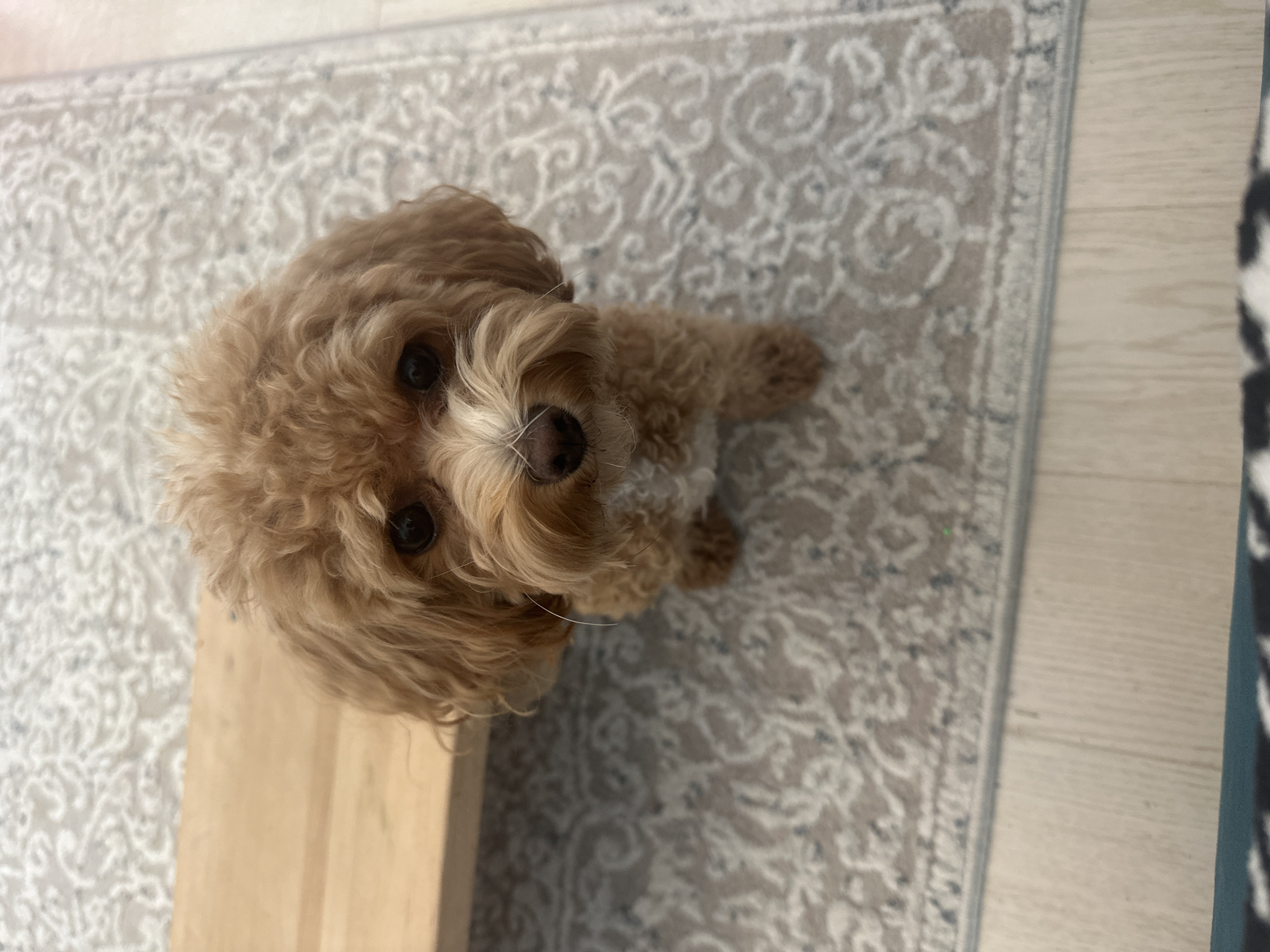 A light brown, curly-haired dog with dark eyes and a light brown nose is sitting on a light-colored rug with a patterned design. The dog is facing the camera, with its head slightly tilted. A wooden surface is visible behind the dog to the left, and a wooden floor is visible below the rug. The image is cropped from a high angle. The location is not specified in the image.