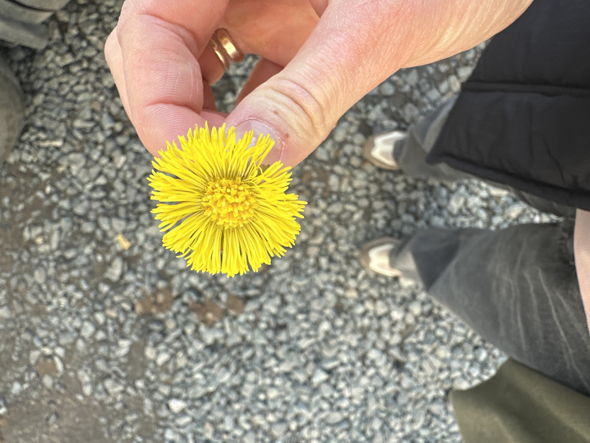 A hand, adorned with a gold ring on a finger, holds a vibrant yellow flower. The background is comprised of small grey stones. A person is standing on the stones, wearing grey jeans and white sneakers. The location cannot be determined.