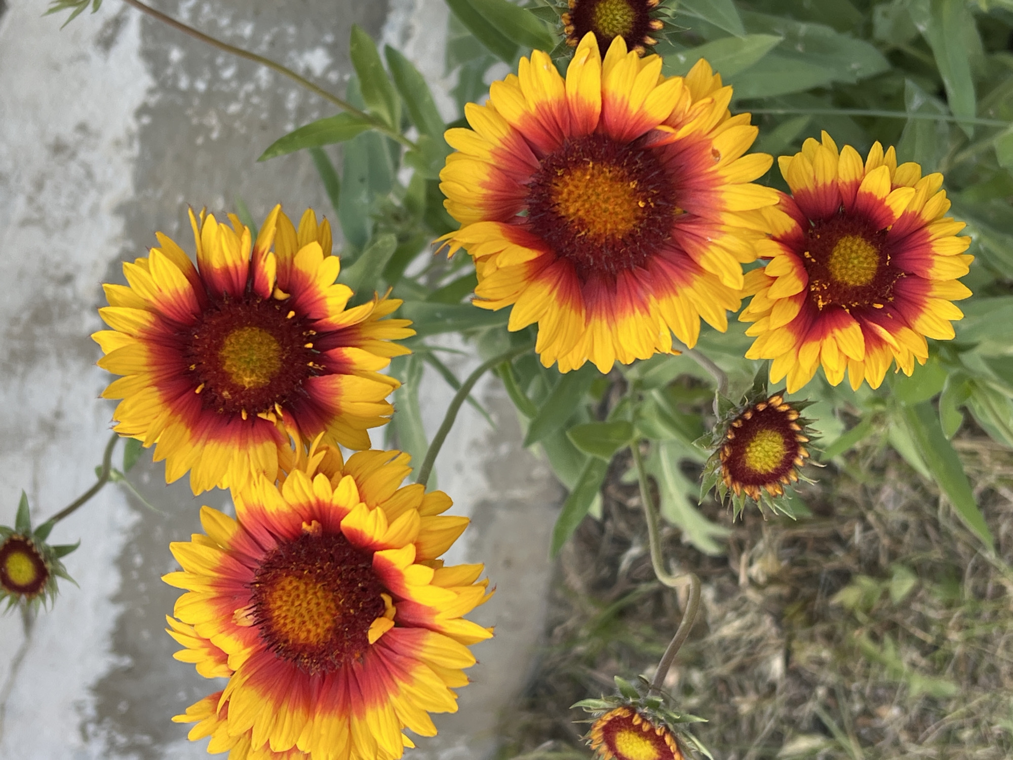 The media file displays a close-up, top-down view of several Blanket Flowers (Gaillardia) in bloom. The flowers are characterized by their vibrant yellow petals that transition to a deep red or burgundy towards the center. Each flower has a prominent, dark reddish-brown central disk surrounded by ray florets.
There are at least four fully bloomed flowers visible, with one in the lower left, another in the center, and two more to the right. One flower is positioned slightly above and to the right of the central one, and another smaller, partially closed bud is visible in the upper right corner. In the lower left of the frame, a smaller, closed bud with developing petals is also present. The flowers are surrounded by green foliage and stems. The background consists of a textured, light gray surface, possibly a concrete path or wall, and out-of-focus green leaves and dry grass, suggesting an outdoor garden setting.
The lighting suggests it is daytime, with natural light illuminating the flowers. There is no visible text in the image. The focus is on the intricate details and bright colors of the flowers, creating a lively and cheerful impression of a garden in bloom. The image does not depict any people or animals. The location context provided is Noviy, Russia.
