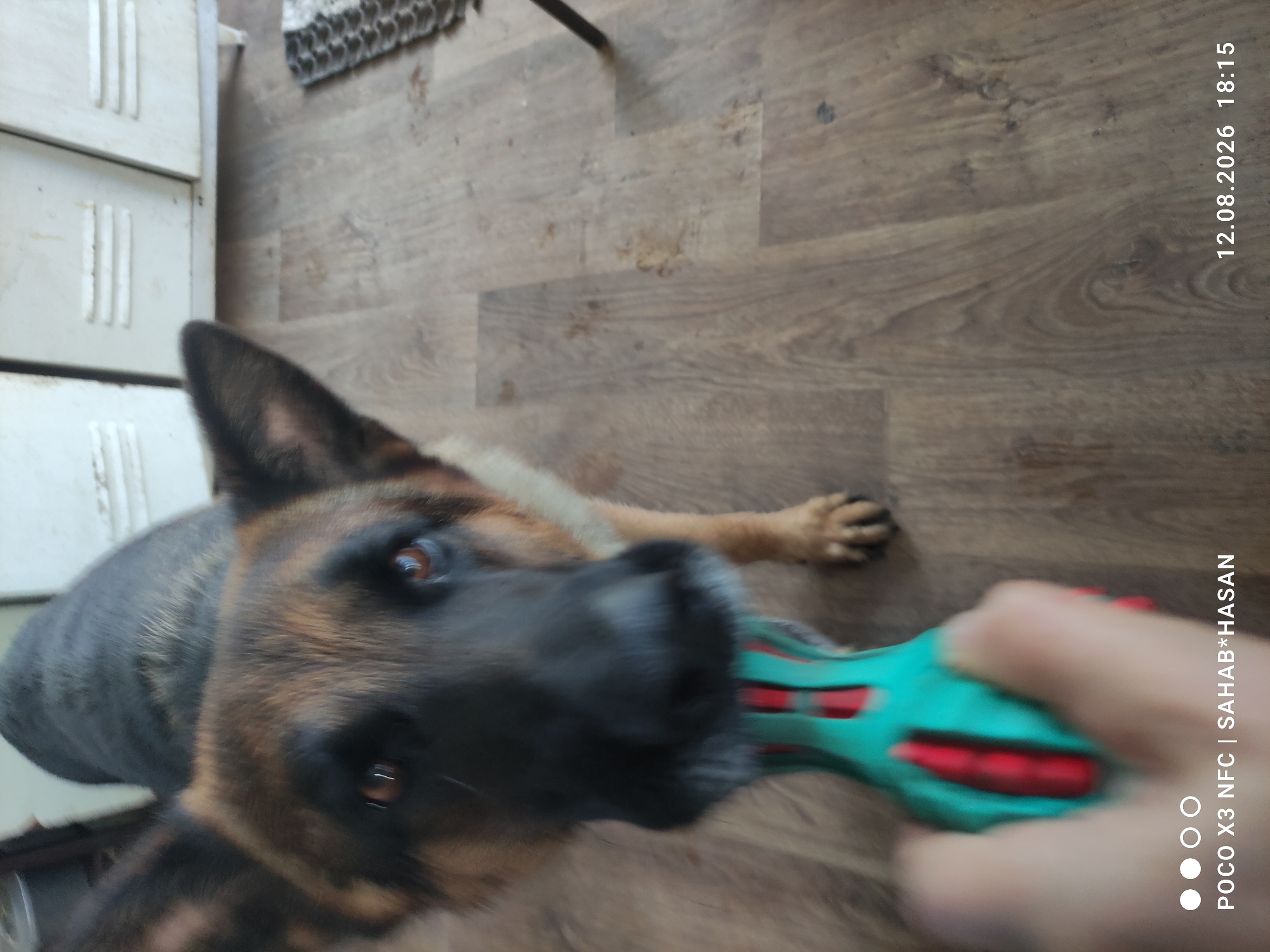 A German Shepherd dog is being held at the mouth of a turquoise and red dog toy by a human hand. The dog is looking directly at the camera with its ears perked up. The background consists of a light-colored metal cabinet with vents, and a wooden floor. The image includes a timestamp and text overlay in the lower right and left corners, respectively. There is no indication of the location in the city of Kostroma, Russia.