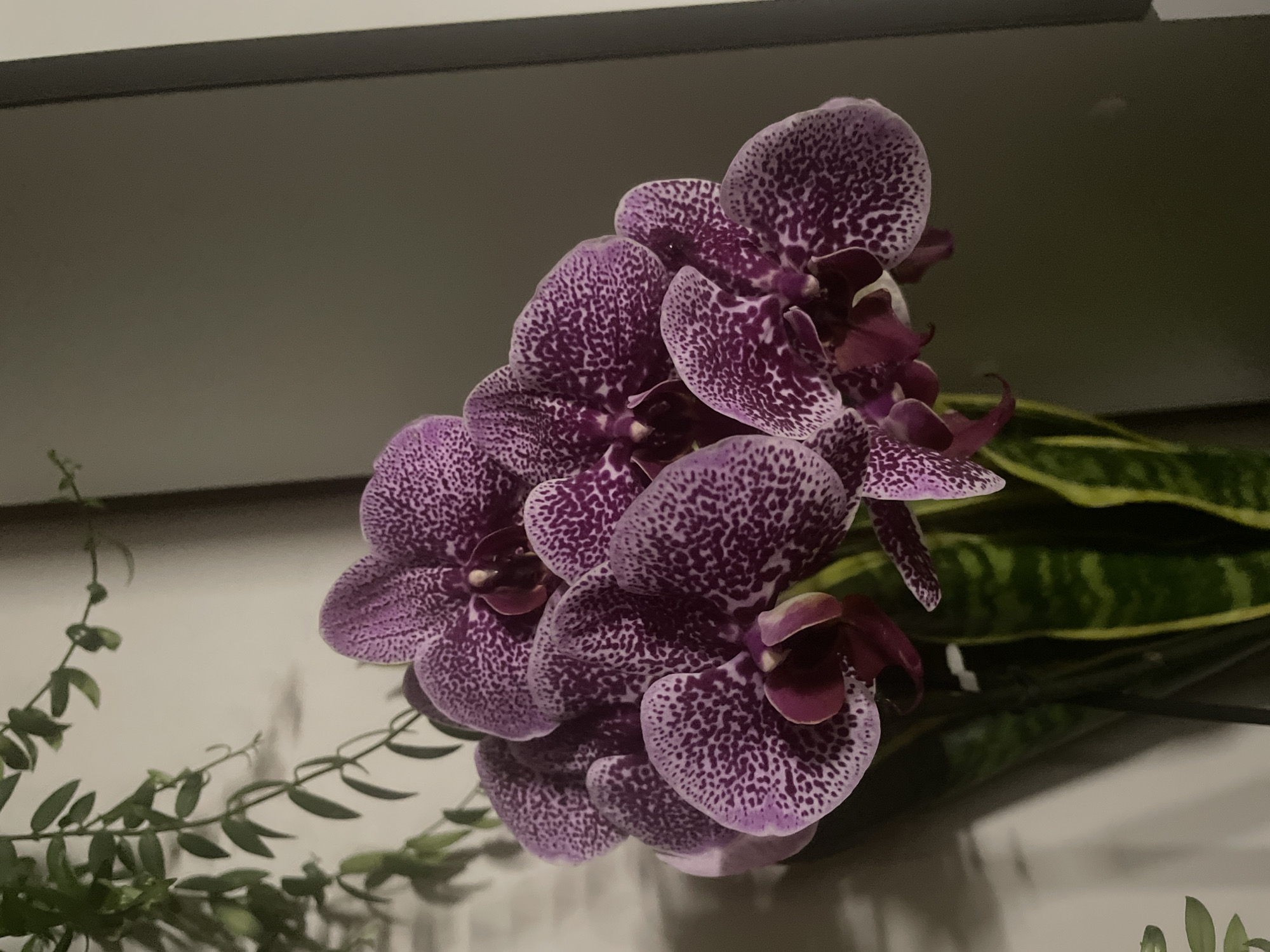 A close-up, overhead shot shows a bouquet of purple and white spotted orchids, with a few visible snake plant leaves. The orchids are in full bloom, their petals speckled with dark purple spots against a lighter purple background. Some of the orchids have deep red centers. The snake plant leaves are tall and pointed, with green and yellow stripes. The plants are arranged in a clear vase. The background is a softly lit, neutral wall with a darker grey section to the right. A trailing green plant hangs from the upper left corner of the image. The lighting is soft, casting subtle shadows that give the image depth.