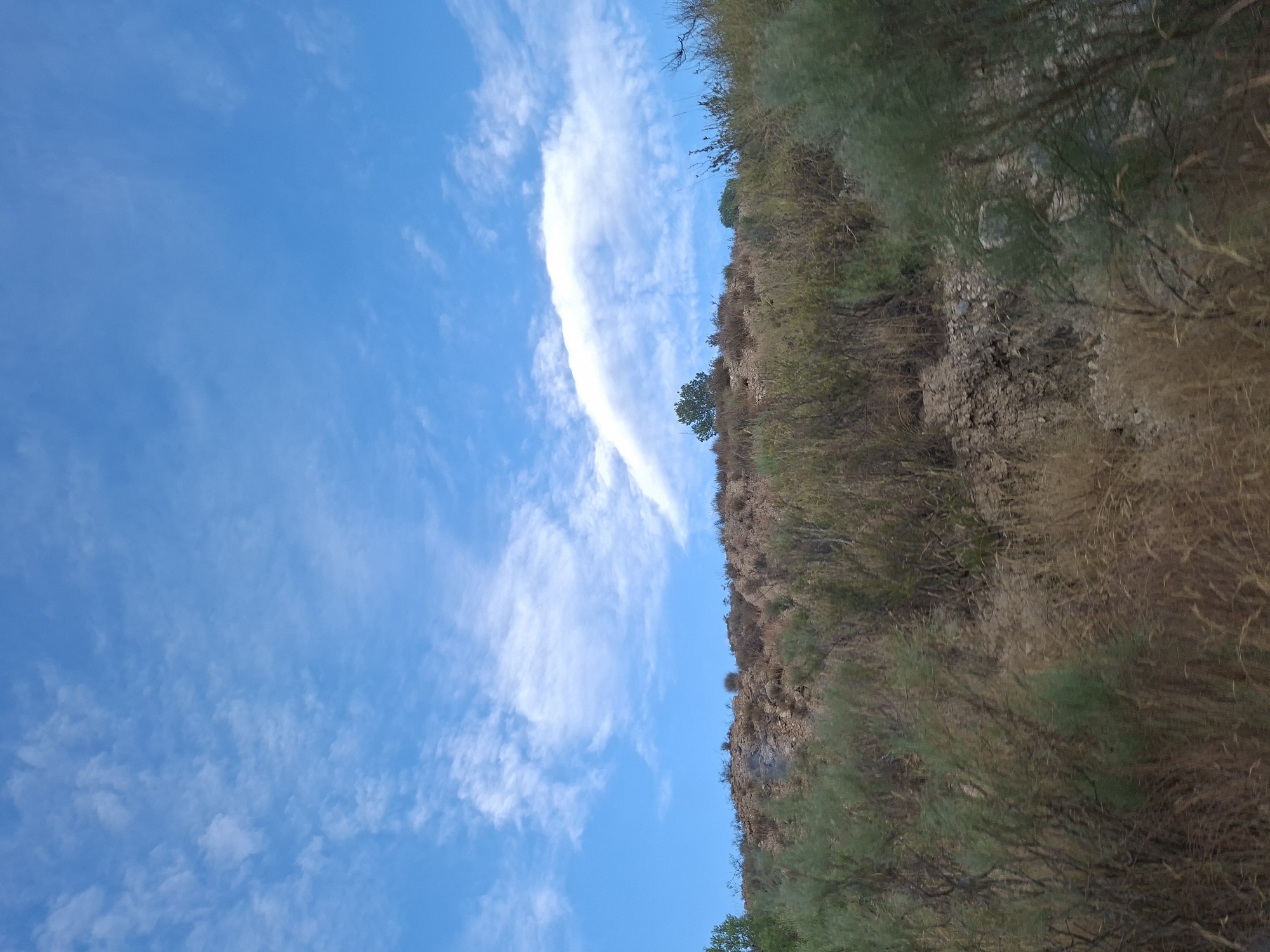 The image captures a natural landscape with a clear blue sky dotted with wispy white clouds. The foreground is dominated by dry grasses and shrubs, typical of a Mediterranean climate. In the mid-ground, a rocky hillside rises, covered in sparse vegetation. A lone green tree stands on the crest of the hill. The scene is likely situated in a rural or semi-arid area, possibly on the outskirts of the city of Mula, Spain, given the arid vegetation and hilly terrain. There are no people or man-made structures visible in the frame, indicating a natural, undeveloped environment. The lighting suggests it is daytime, likely late morning or afternoon, with the sun illuminating the landscape from above.