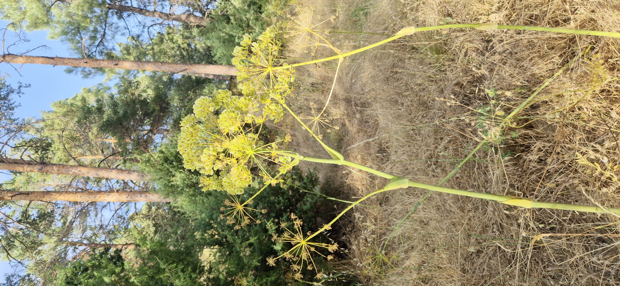 In an outdoor scene, two tall, green plants with large, umbrella-shaped yellow flower clusters are prominent in the foreground. The plants are situated in dry, brown grass and surrounded by a forest of pine trees with rough bark. The sky above is a clear blue.