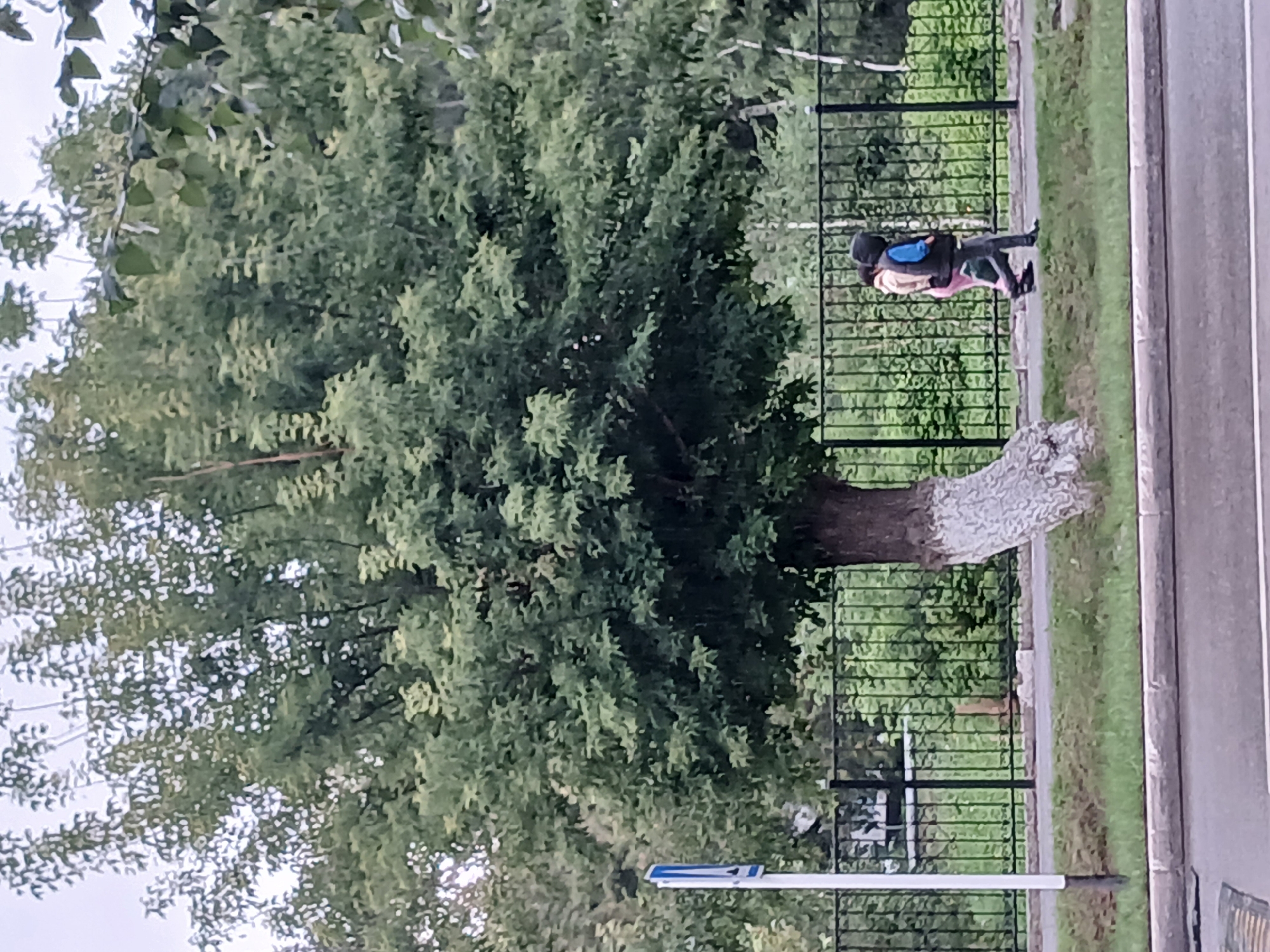 Two individuals are walking on a sidewalk adjacent to a black metal fence. The person in front is wearing a dark hooded jacket and dark pants. The person behind is wearing a light-colored hooded jacket and pink pants. A large tree with a white-painted lower trunk is situated to the left of the sidewalk. A blue and white sign on a pole is located to the left of the tree. The scene appears to be an outdoor urban environment in Shchuchinsk, Kazakhstan, with a road visible in the foreground and foliage in the background.