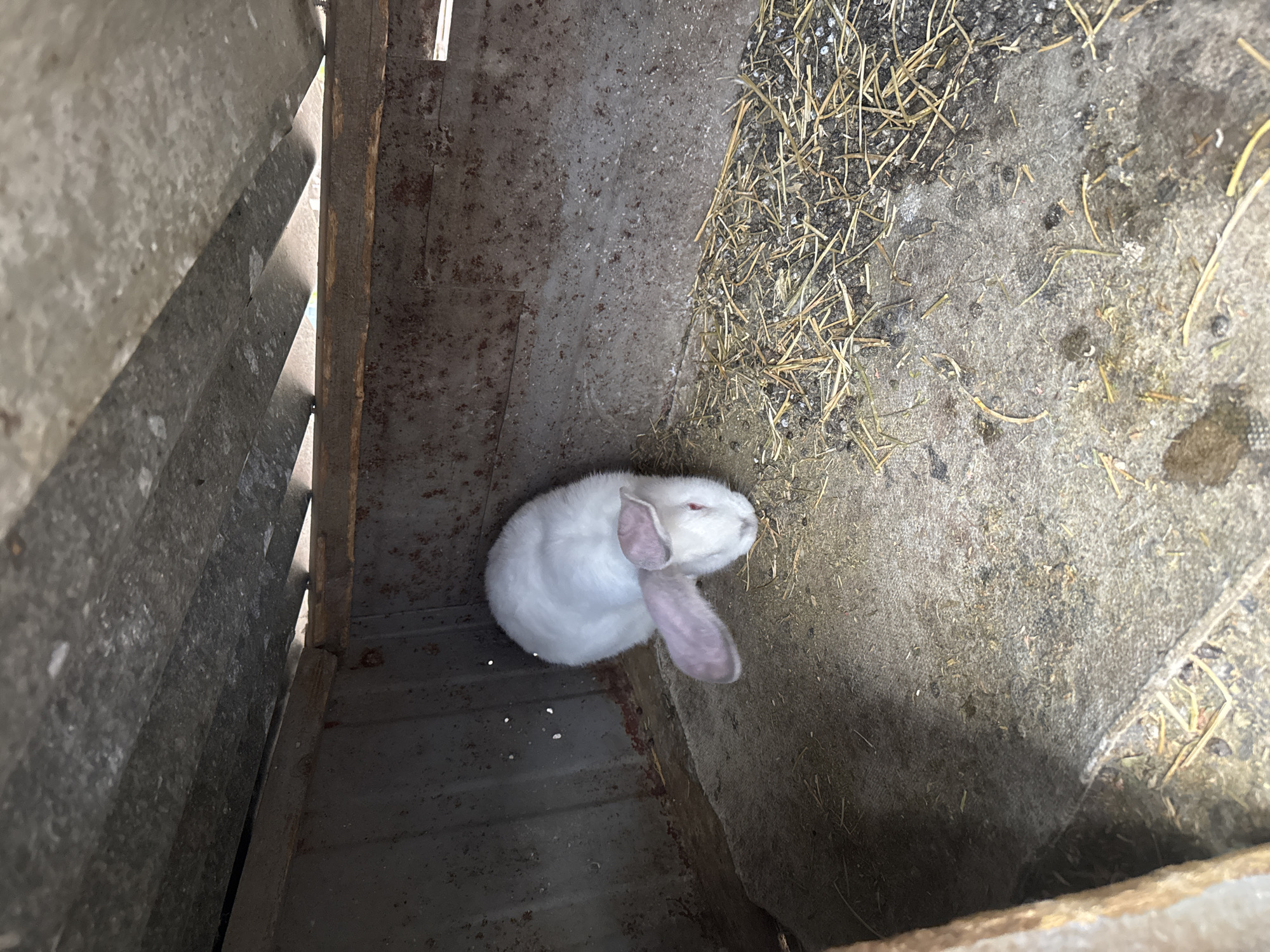 A white rabbit with pink eyes and long ears sits in the corner of a cramped, enclosed space. The location appears to be inside a metal structure or container, evidenced by corrugated metal walls on the left and a rough, concrete-like floor strewn with straw on the right. The floor also contains small, dark pellets. The setting is harsh, with a lack of cleanliness. There is no evidence of humans or specific context of Sarnevo, Bulgaria, beyond the general setting.