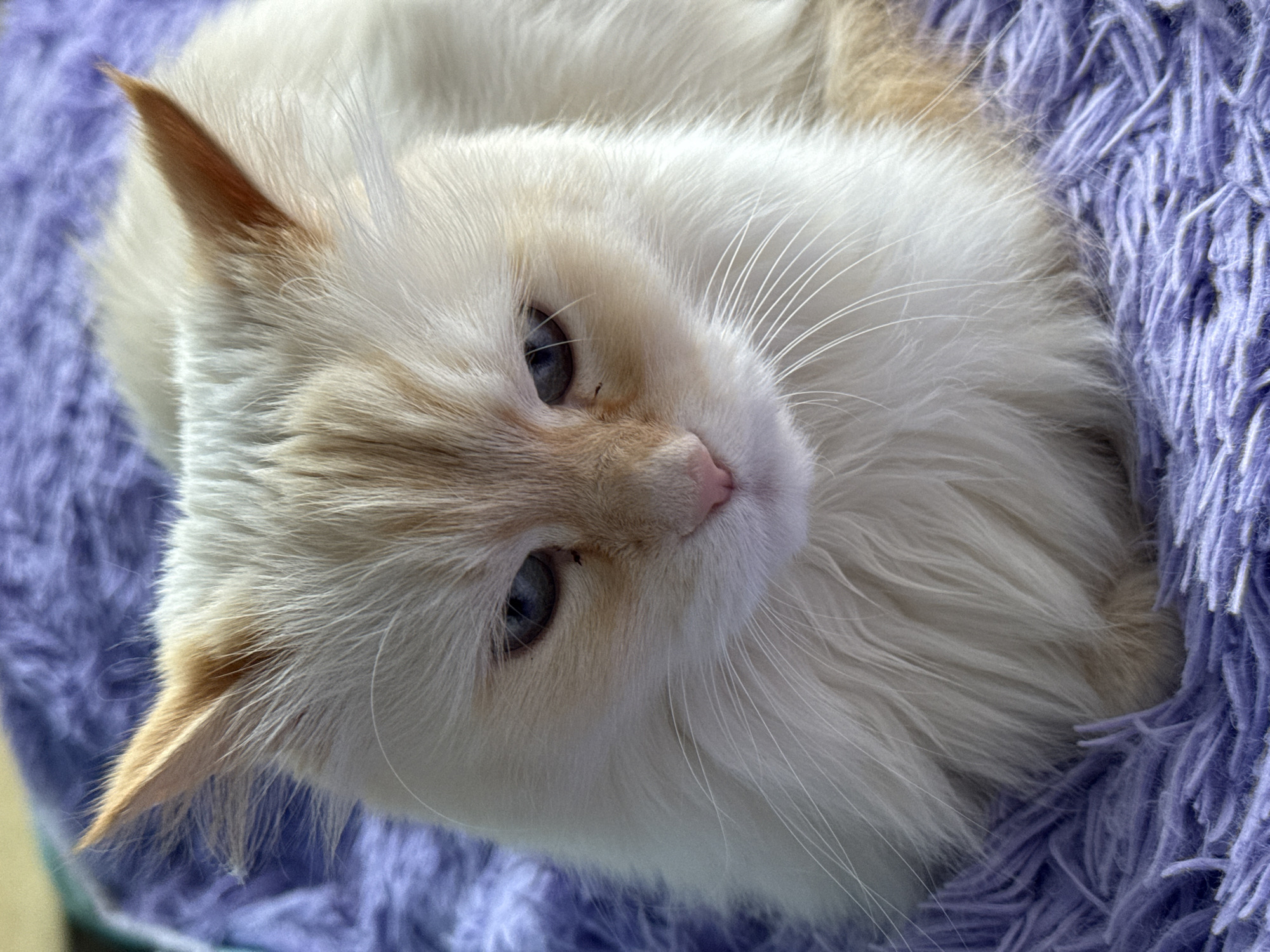 A close-up, medium-shot photograph shows a light-furred cat with tan markings lying on a purple, fringed surface. The cat is positioned diagonally in the frame, its head in the foreground and body receding towards the upper right corner. The cat has pale blue eyes and a pink nose. It is unclear if this image was taken in the city of Chaikovsky, Russia.