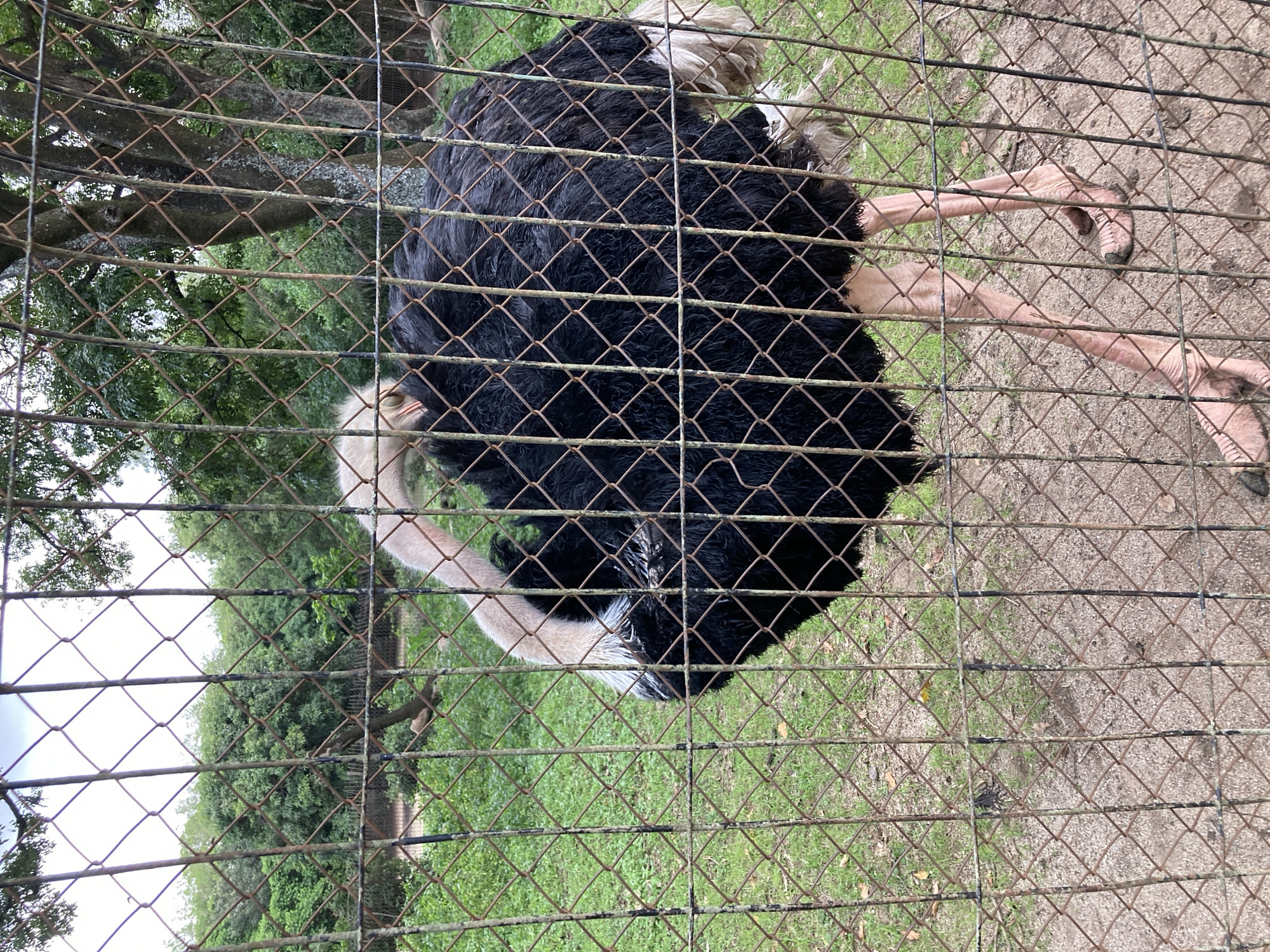 An ostrich stands behind a chain-link fence in an outdoor enclosure. The ostrich has black plumage on its body, a pale neck, and long, pink legs with large feet. The ground inside the enclosure is covered with sand and patches of green grass. In the background, trees and foliage are visible, suggesting a naturalistic environment. The fence is made of rusted metal wire. The image appears to have been taken during the daytime, with overcast lighting. The location of Jos, Nigeria is not discernible from the image itself.