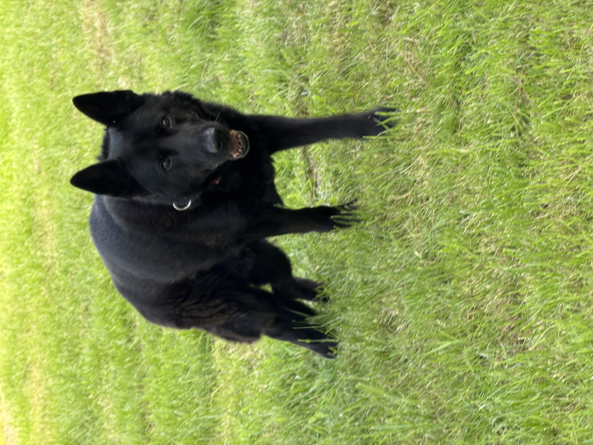 A black German Shepherd is standing in a grassy area, looking towards the viewer with its mouth slightly open. The dog is in focus, with the background of green grass blurred. The dog is wearing a collar. The scene appears to be outdoors, possibly in a park or backyard, in the city of South Staffordshire, United Kingdom.