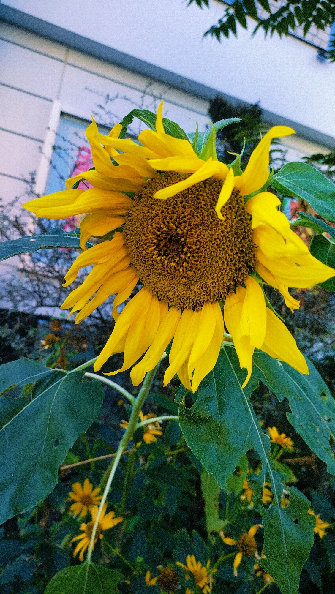 In Horishni Plavni, Ukraine, a single, large sunflower with vibrant yellow petals and a dark brown center dominates the foreground. The sunflower is in full bloom, with some petals drooping and others reaching upwards. Its stalk is thick and green, supporting the heavy bloom. Large, textured green leaves with visible veins and some minor damage from insects surround the sunflower. In the background, a light-colored building with horizontal blue accents is visible, suggesting an urban or suburban setting. Several smaller yellow flowers and green foliage are scattered behind the main subject, creating a lush, natural environment juxtaposed with the architectural element. The sky above is a pale blue with a hint of purple, and shadows are cast by unseen foliage.