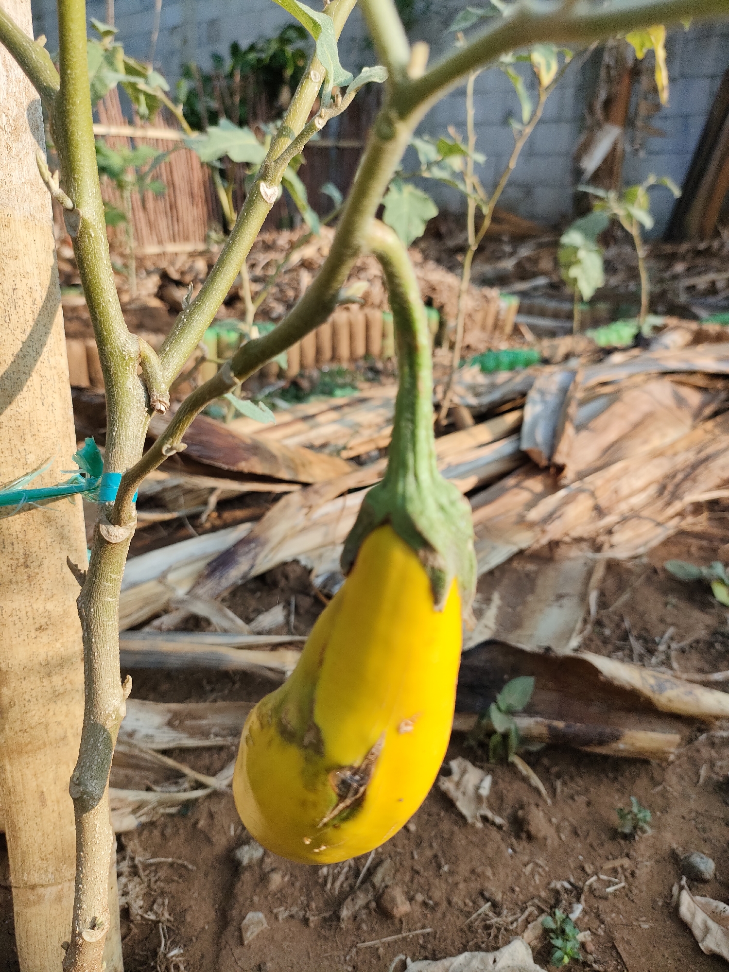 A ripe, yellow eggplant hangs from a plant stem in an outdoor setting. The eggplant is elongated and slightly curved, with a green calyx at the top. It is attached to a thin, woody stem that branches off a thicker, lighter-colored stalk. A blue zip tie is visible around the thicker stalk, securing it to something out of frame. The background consists of dry, brown leaves and soil, with some greenery and bamboo structures visible further back. The lighting suggests it is daytime, with sunlight casting shadows. The overall scene appears to be a garden or agricultural area.