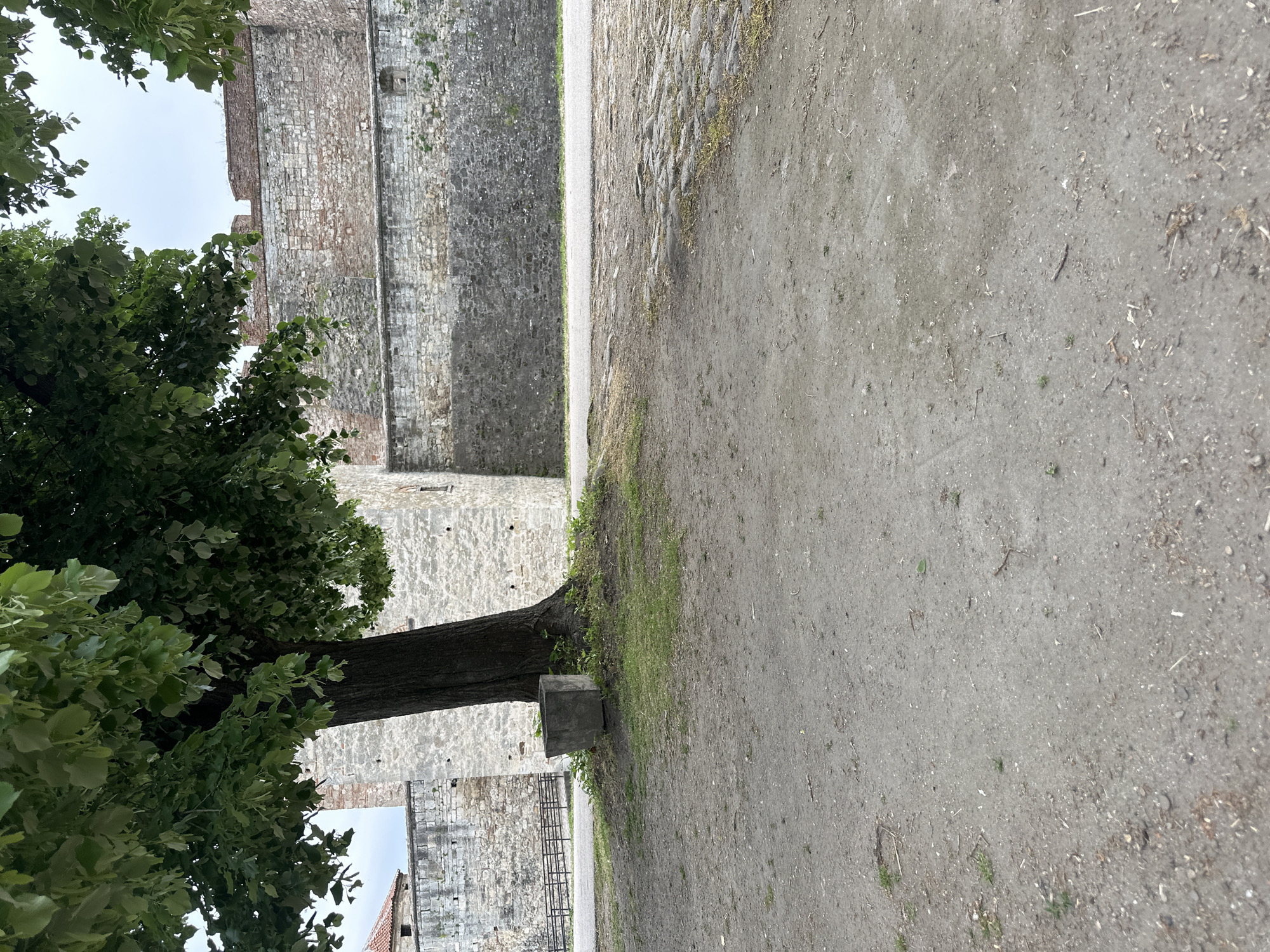 The image captures a scene in Vidin, Bulgaria, featuring a stone fortress wall on the left side of the frame. A tree with green leaves partially obscures the wall. Adjacent to the wall is a narrow path or walkway, and a dirt ground area to the right of the path. The ground surface shows signs of sparse vegetation and debris. A concrete block sits next to the tree trunk. In the background, a portion of a building with a red roof is visible. The sky appears overcast.