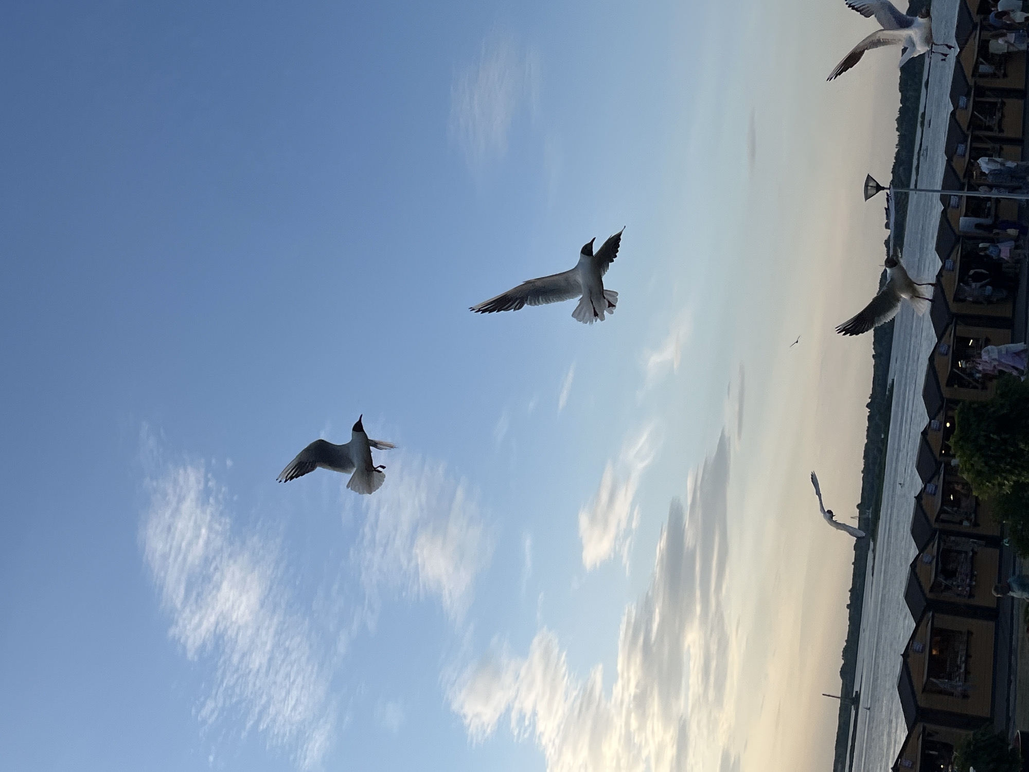 The image captures a scenic view of the Volga River embankment in Nizhny Novgorod, Russia, at dusk. The sky is a gradient of blue to soft orange and pink hues, with scattered wispy clouds. Several seagulls are in flight, their wings spread against the vast sky. In the foreground, a line of quaint wooden market stalls, typical of a promenade, runs along the riverbank. People are seen milling around the stalls and along the walkway, suggesting a lively evening atmosphere. The river itself is calm, reflecting the ambient light of the setting sun. The scene evokes a sense of peaceful leisure and natural beauty in an urban setting.