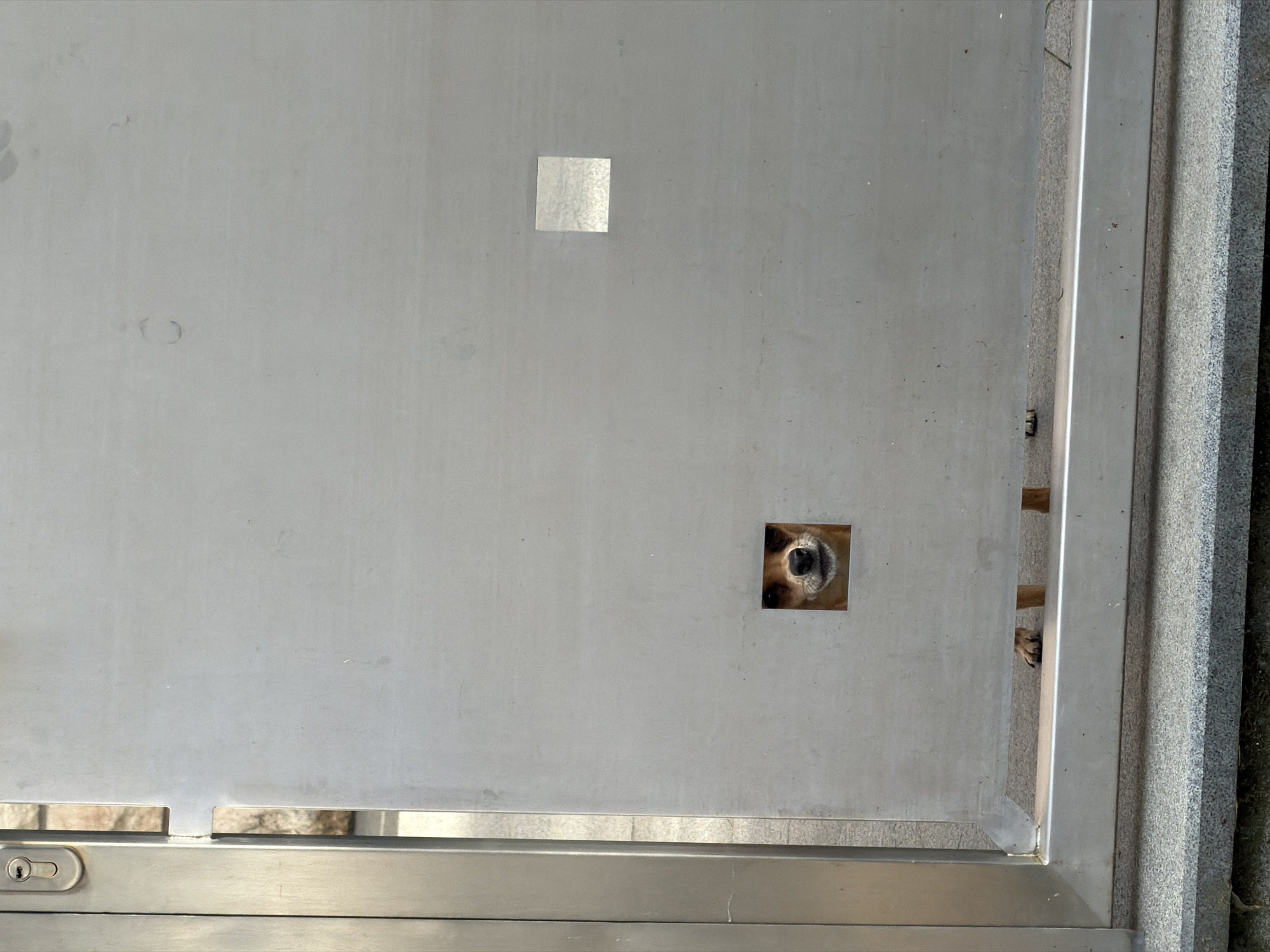 The image presents a close-up view of a light gray, brushed metal door or gate, likely made of aluminum, in an outdoor setting in Esch-sur-Alzette, Luxembourg. The door surface shows some minor smudges and marks.
A small, square opening is cut into the lower right section of the door. Through this opening, the wet, black nose and part of the brown fur of a dog's face are clearly visible, suggesting the animal is peeking through. Higher up and slightly to the left, a smaller, square, reflective sticker or patch is affixed to the door.
On the right side of the frame, the edge of the metal door meets an adjacent, textured surface, possibly a wall or ground made of gray stone or concrete. A narrow vertical gap exists between the door frame and this structure, through which a brown paw, belonging to the same dog, can be seen.
In the bottom left corner, a silver keyhole mechanism is integrated into the door's lower frame, indicating a secured entrance. The lighting suggests it is daytime. The scene depicts a dog observing or waiting from behind a closed door or gate. There is no visible text in the image.