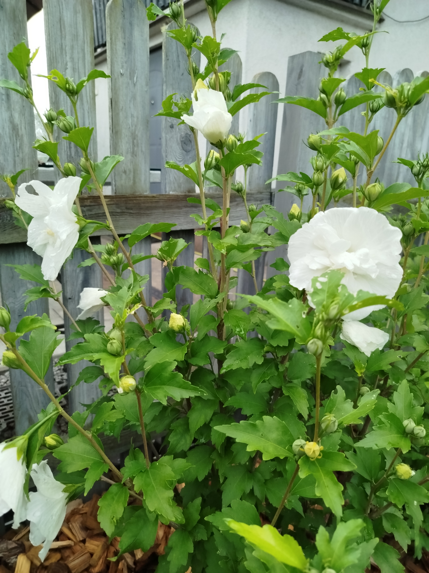 A close-up, eye-level, outdoor shot captures a cluster of white hibiscus flowers and green buds blooming against a weathered gray wooden fence. The flowers exhibit delicate, ruffled petals and some have water droplets on them. The leaves are a vibrant green, with some showing minor damage. The background consists of the fence and glimpses of a building and gravel. The scene is likely from a garden in Szczecin, Poland, as indicated by the context.