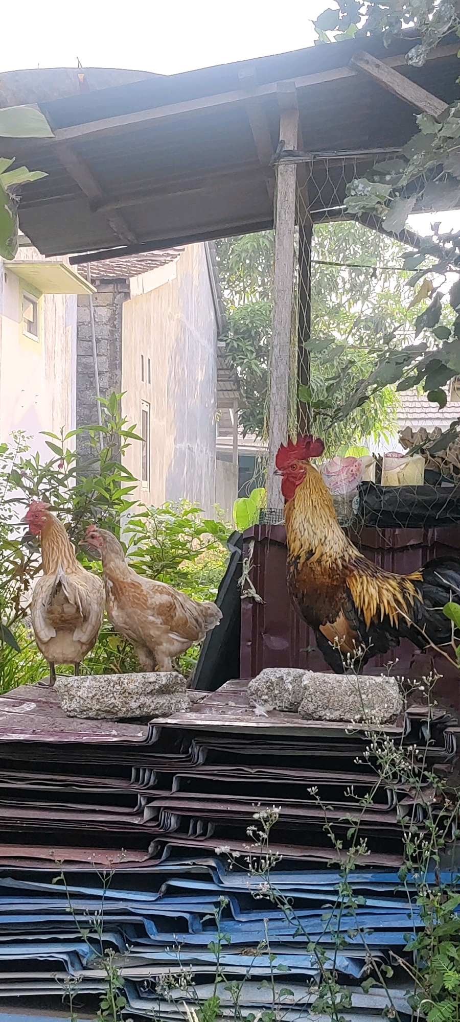 In Sungai Sipai, Indonesia, on a clear day, a rooster and two hens stand on a stack of corrugated roofing sheets under a makeshift shelter. The rooster, with its vibrant red comb and golden-brown and black plumage, stands to the right, facing left. The two hens, lighter in color with speckled brown and white feathers, are positioned to the left of the rooster. They are standing on gray, rough-textured rocks placed on top of the roofing materials. The shelter, constructed from wood and a dark, possibly metal roof, has a net attached to its supports. In the background, a light-colored building with a tiled roof is visible, surrounded by green foliage and trees. The ground is covered with more stacked roofing sheets, some appearing to be blue. Small, delicate white flowers grow among the plants in the foreground.